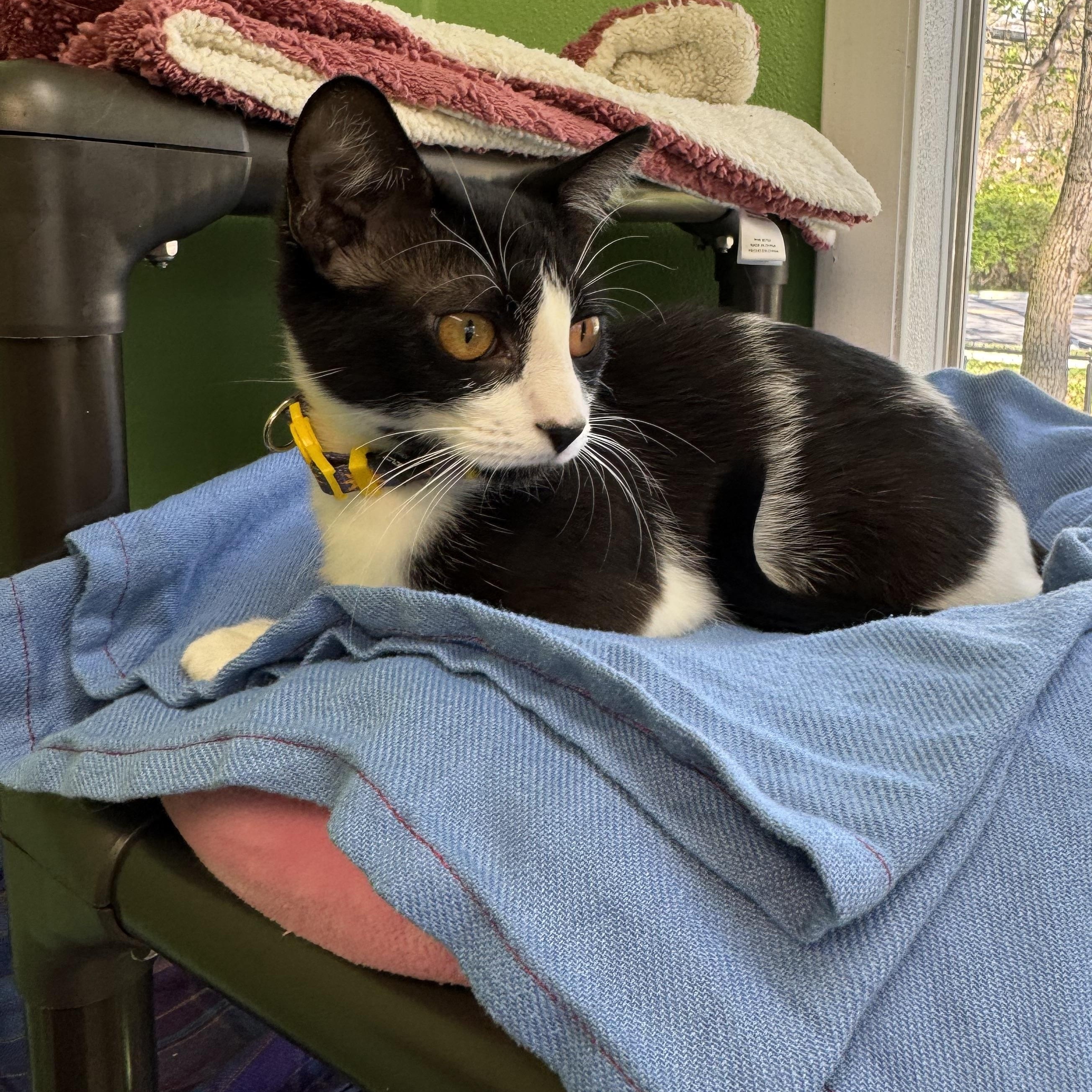 Enlarge Violet, a ADOPTABLE Domestic Short Hair in Greenbelt, MD image 6/6