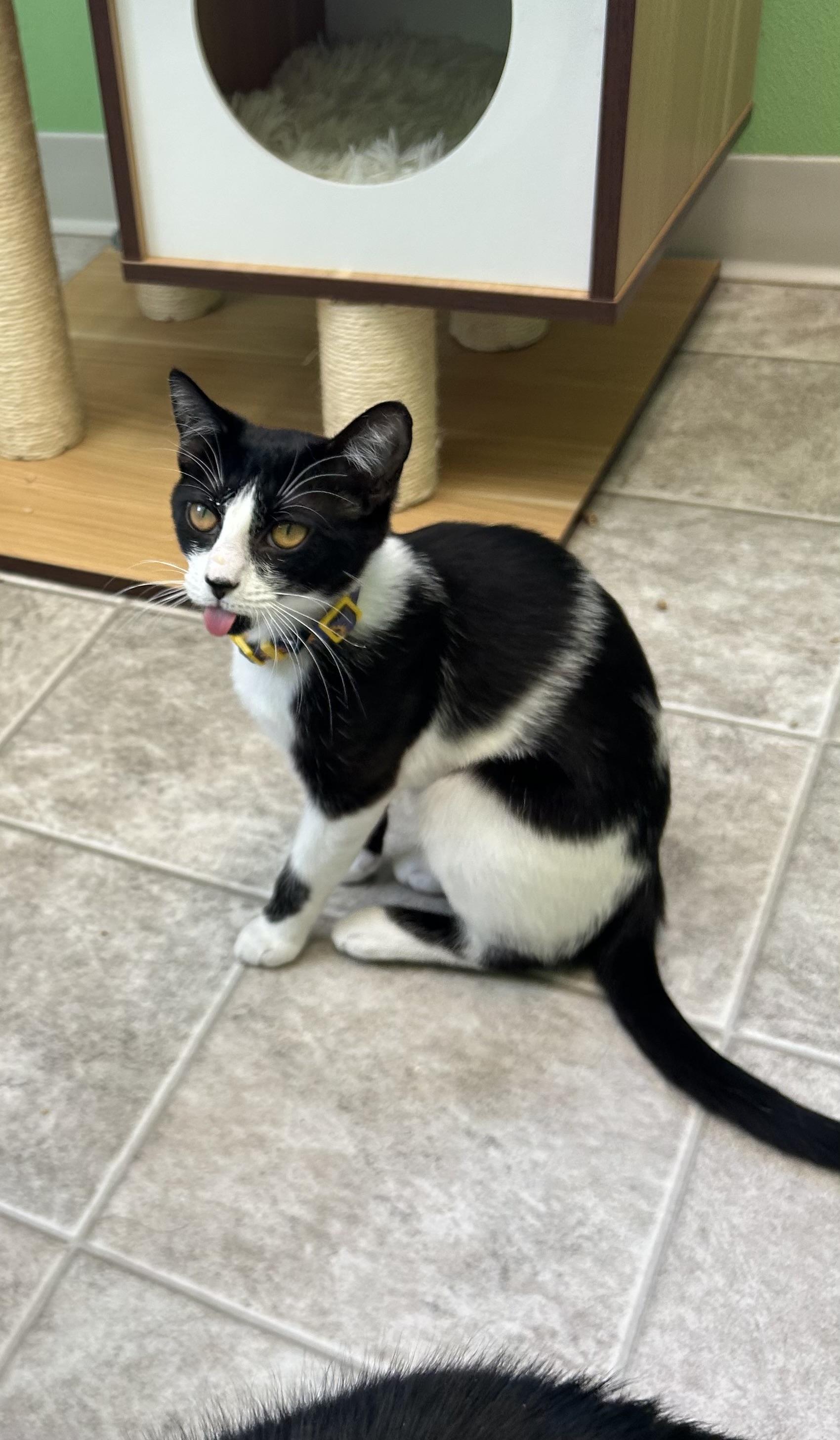 Enlarge Violet, a ADOPTABLE Domestic Short Hair in Greenbelt, MD image 2/6