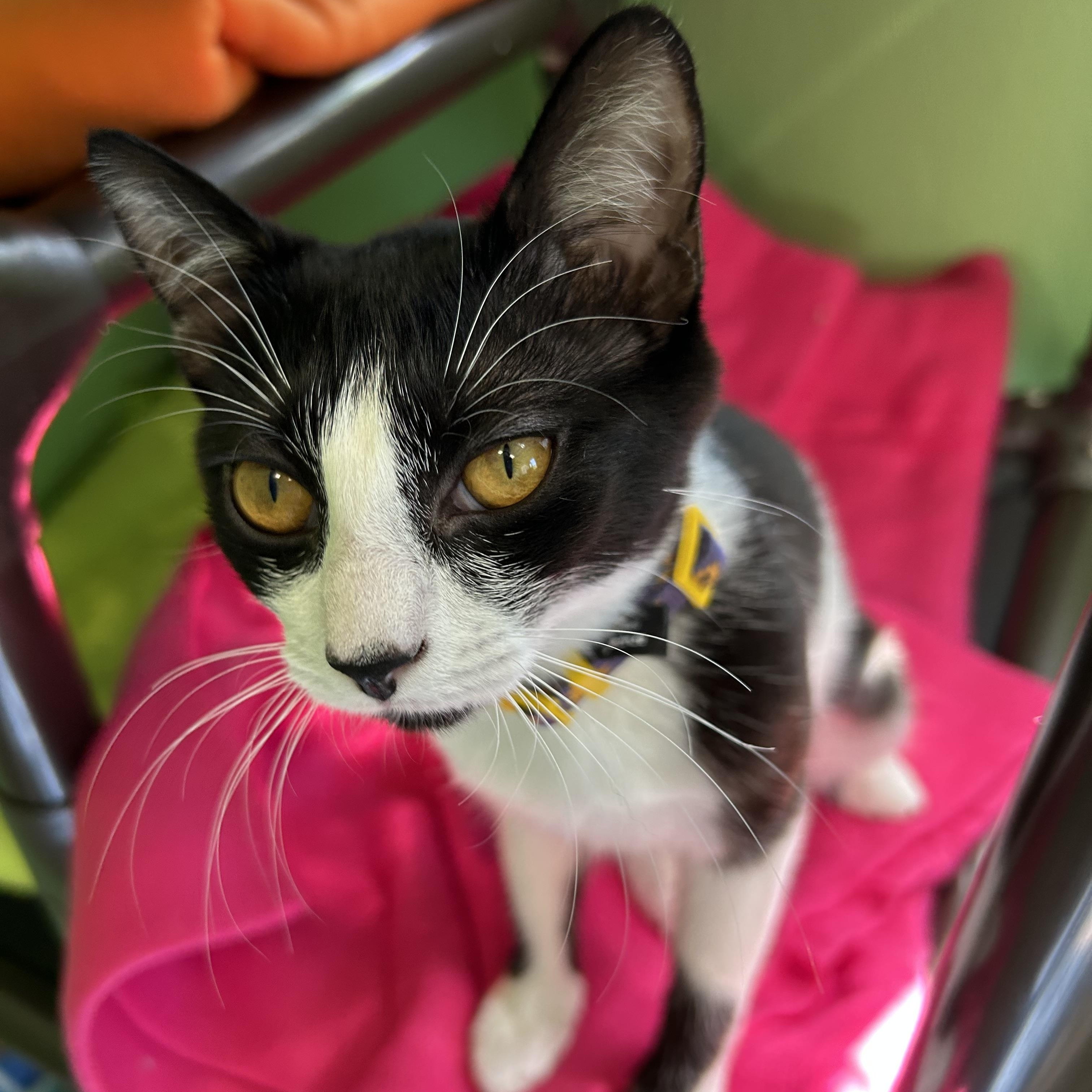 Violet, ADOPTABLE, Young Female Domestic Short Hair.