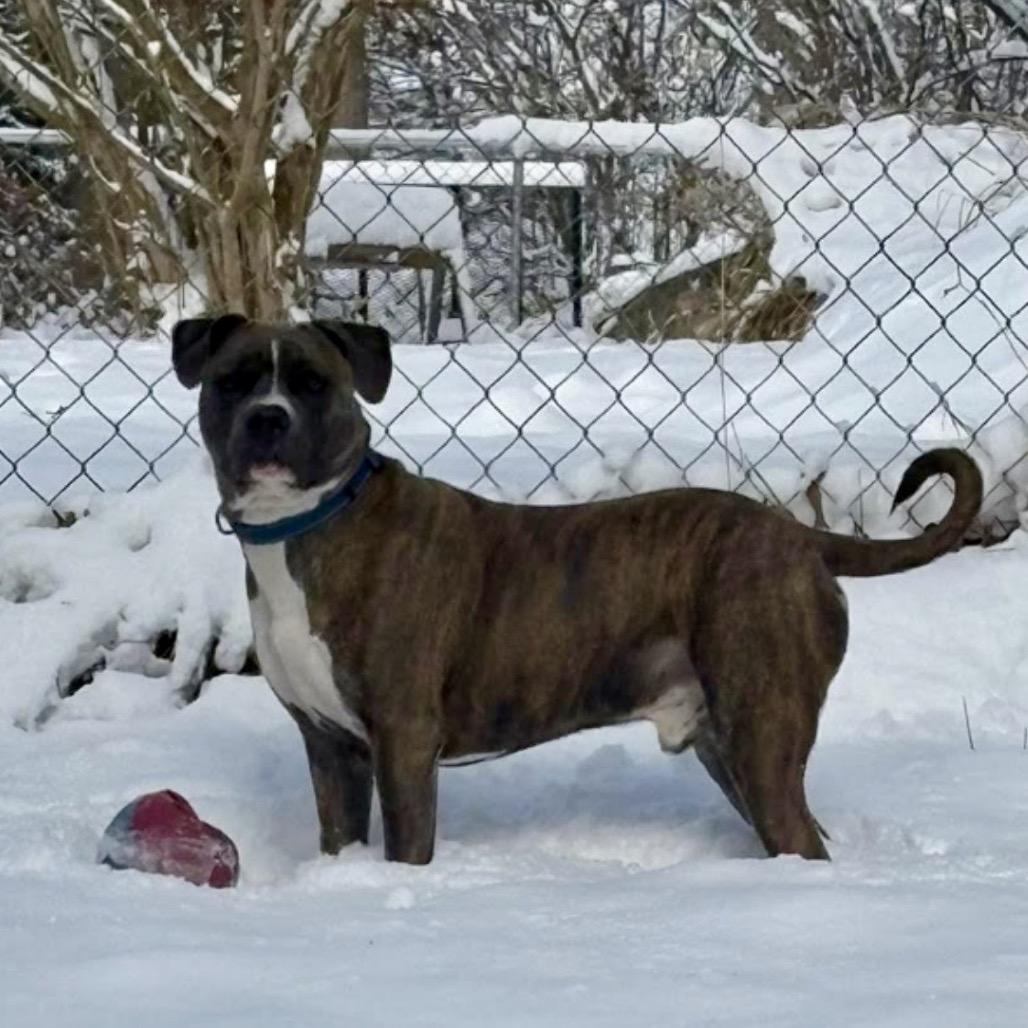 Buster (Brutus), Adoptable, Adult Male Pit Bull Terrier.