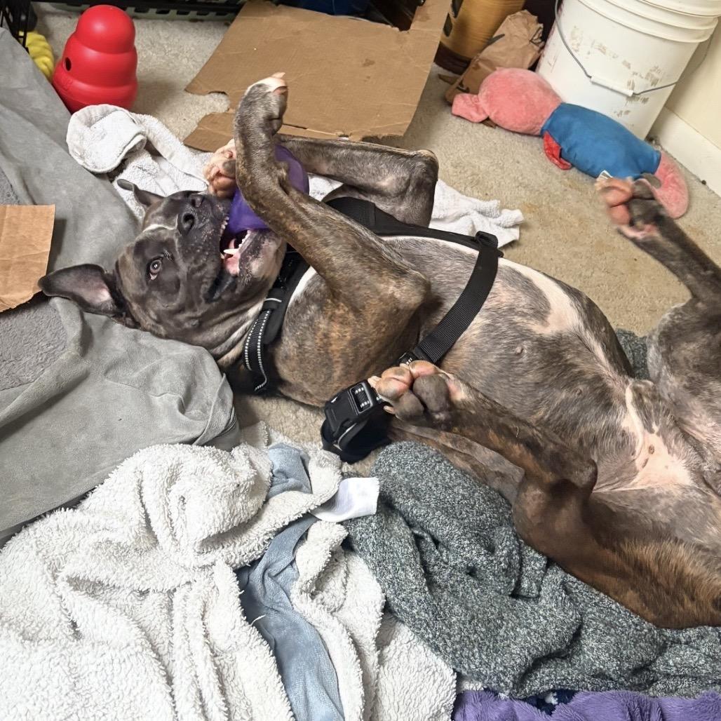 Buster (Brutus), Adoptable, Adult Male Pit Bull Terrier.