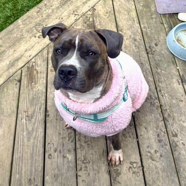 Enlarge Buster (Brutus), a Adoptable Pit Bull Terrier in Reisterstown, MD image 2/5