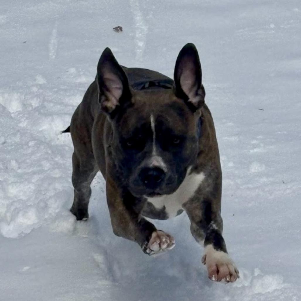 Enlarge Buster (Brutus), a Adoptable Pit Bull Terrier in Reisterstown, MD image 3/5