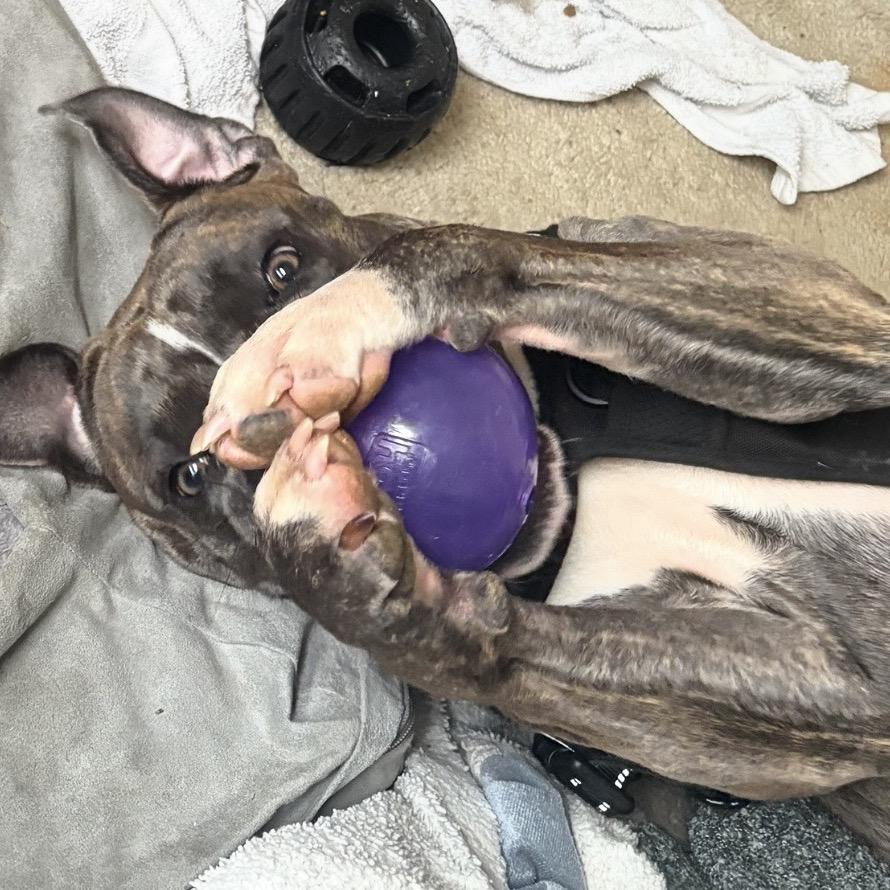 Enlarge Buster (Brutus), a Adoptable Pit Bull Terrier in Reisterstown, MD image 4/5