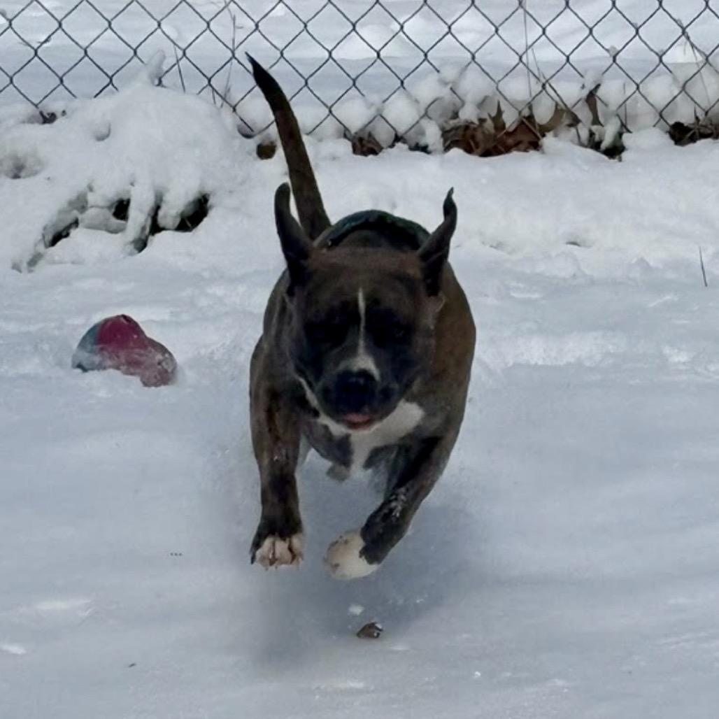 Enlarge Buster (Brutus), a Adoptable Pit Bull Terrier in Reisterstown, MD image 5/5