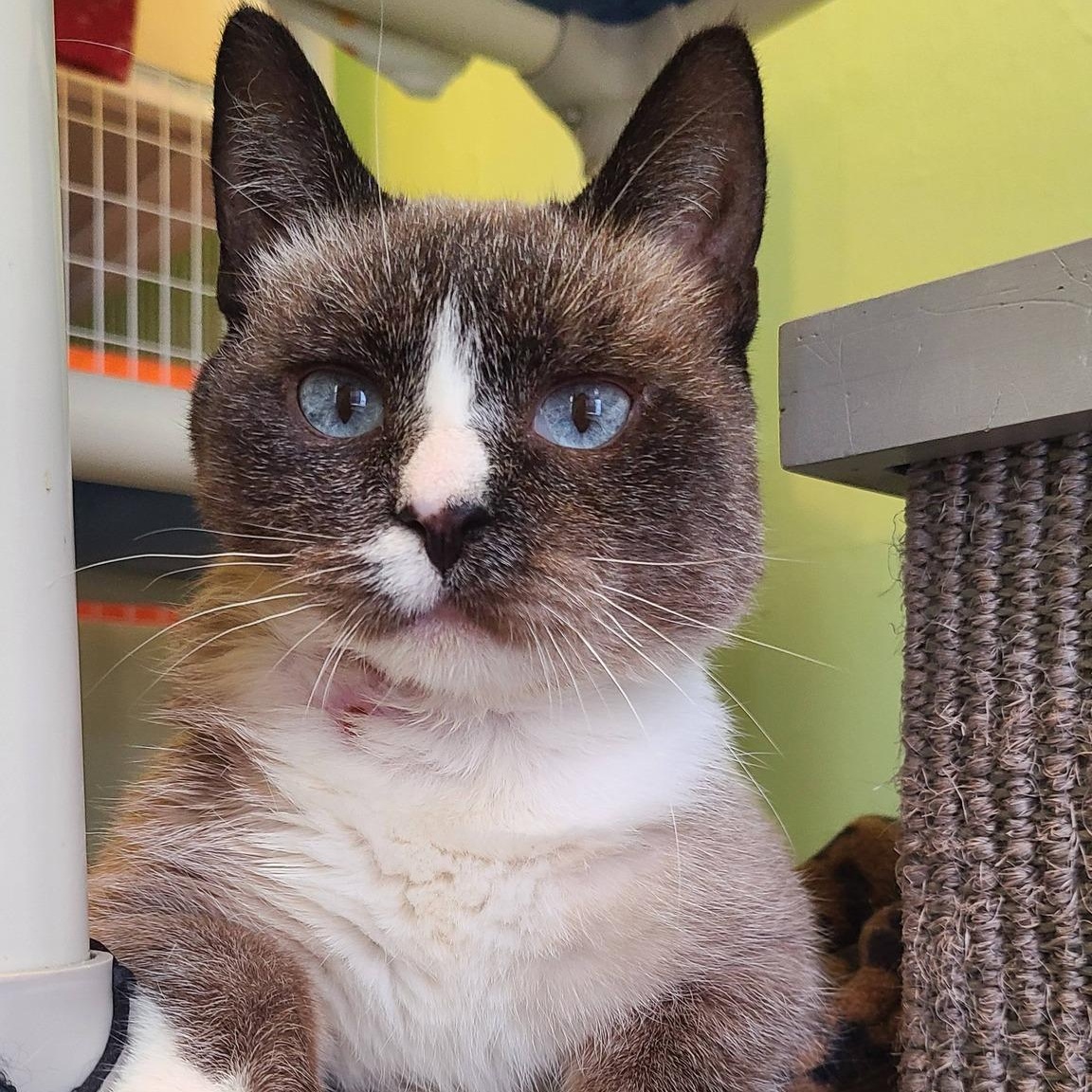 Enlarge Diamond Jack, a Adoptable Domestic Short Hair in Albany, NY image 2/4