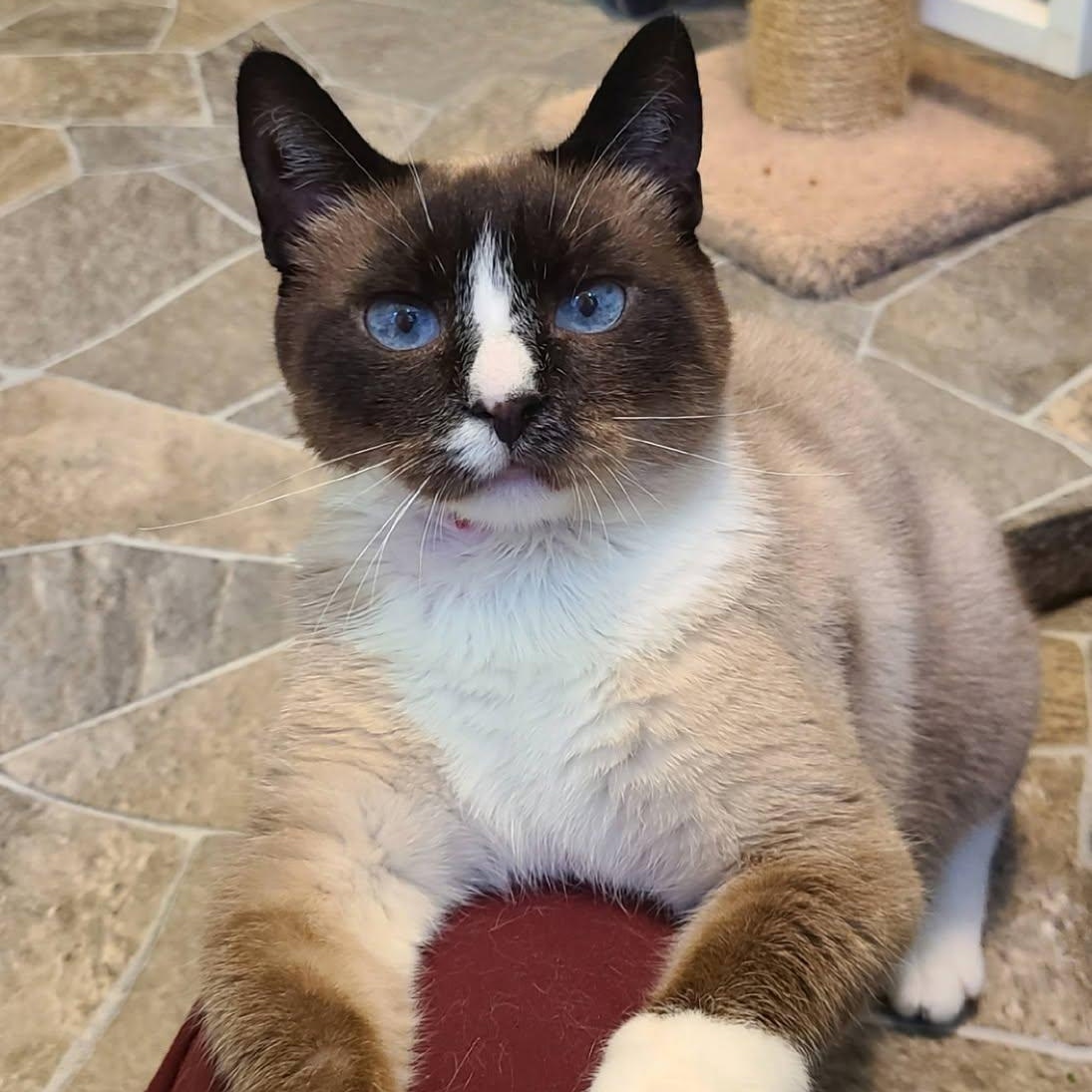 Diamond Jack, Adoptable, Adult Male Domestic Short Hair.