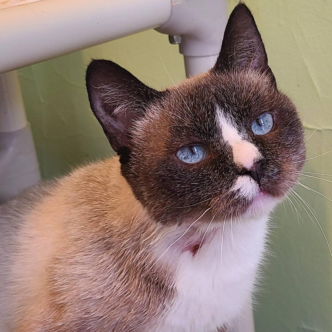Enlarge Diamond Jack, a Adoptable Domestic Short Hair in Albany, NY image 3/4