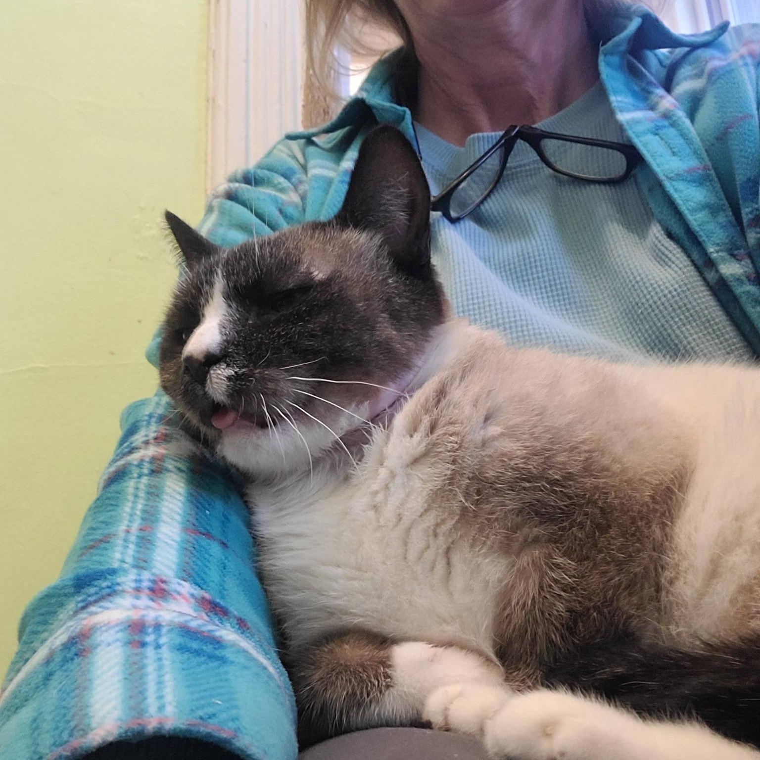 Enlarge Diamond Jack, a Adoptable Domestic Short Hair in Albany, NY image 4/4