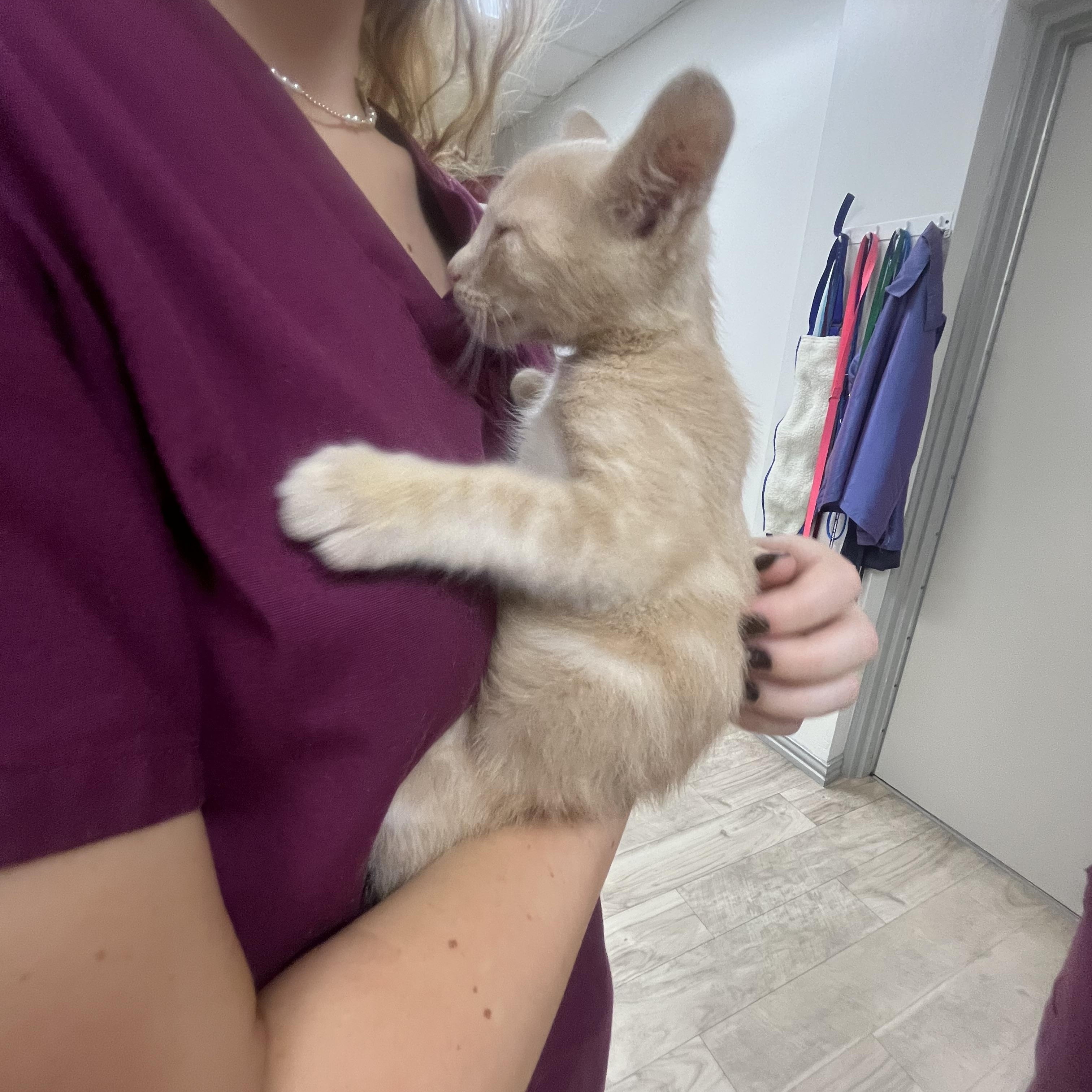 Enlarge Glowfish, a ADOPTABLE mixed breed in College Station, TX image 2/2