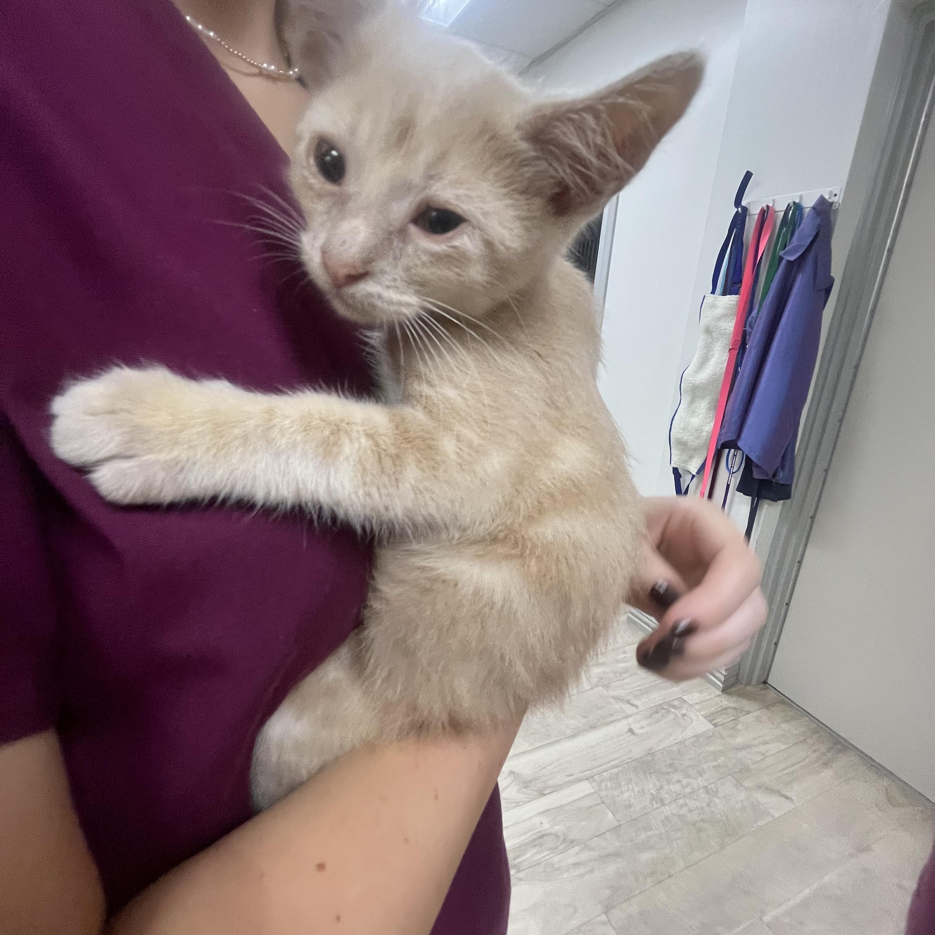 Glowfish, ADOPTABLE, Young Male Domestic Short Hair.