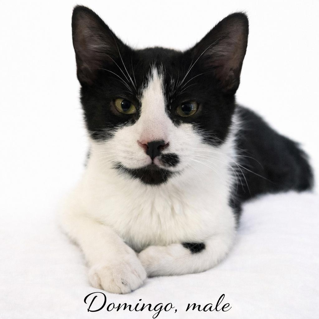 Kittens available for adoption (PetSmart Northwest Reno-Mae Anne Ave.), adopted, Young Male Domestic Short Hair.