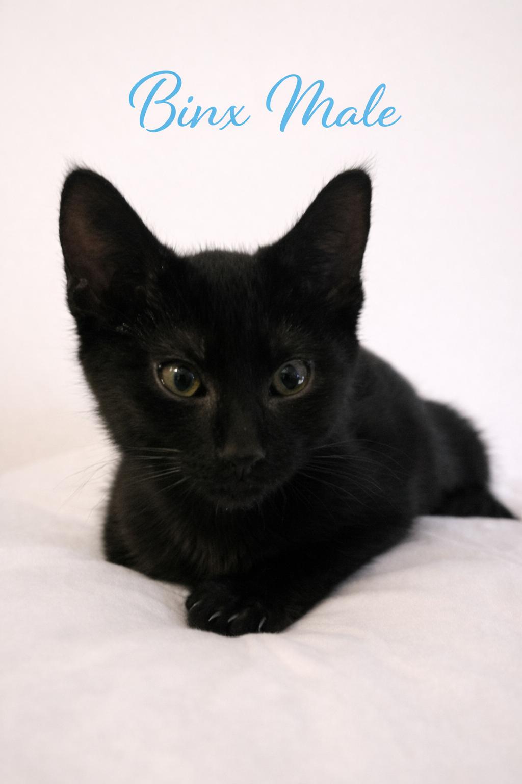 Enlarge Kittens available for adoption (PetSmart Northwest Reno-Mae Anne Ave.), an adopted mixed breed in Reno, NV image 2/2