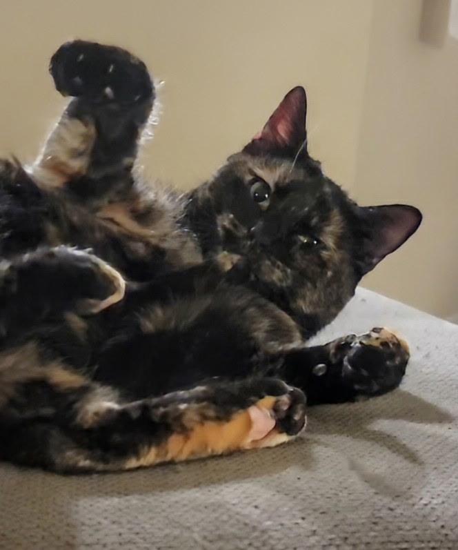 Hazel Jane - very affectionate and sweet , adoptable, Adult Female American Shorthair.