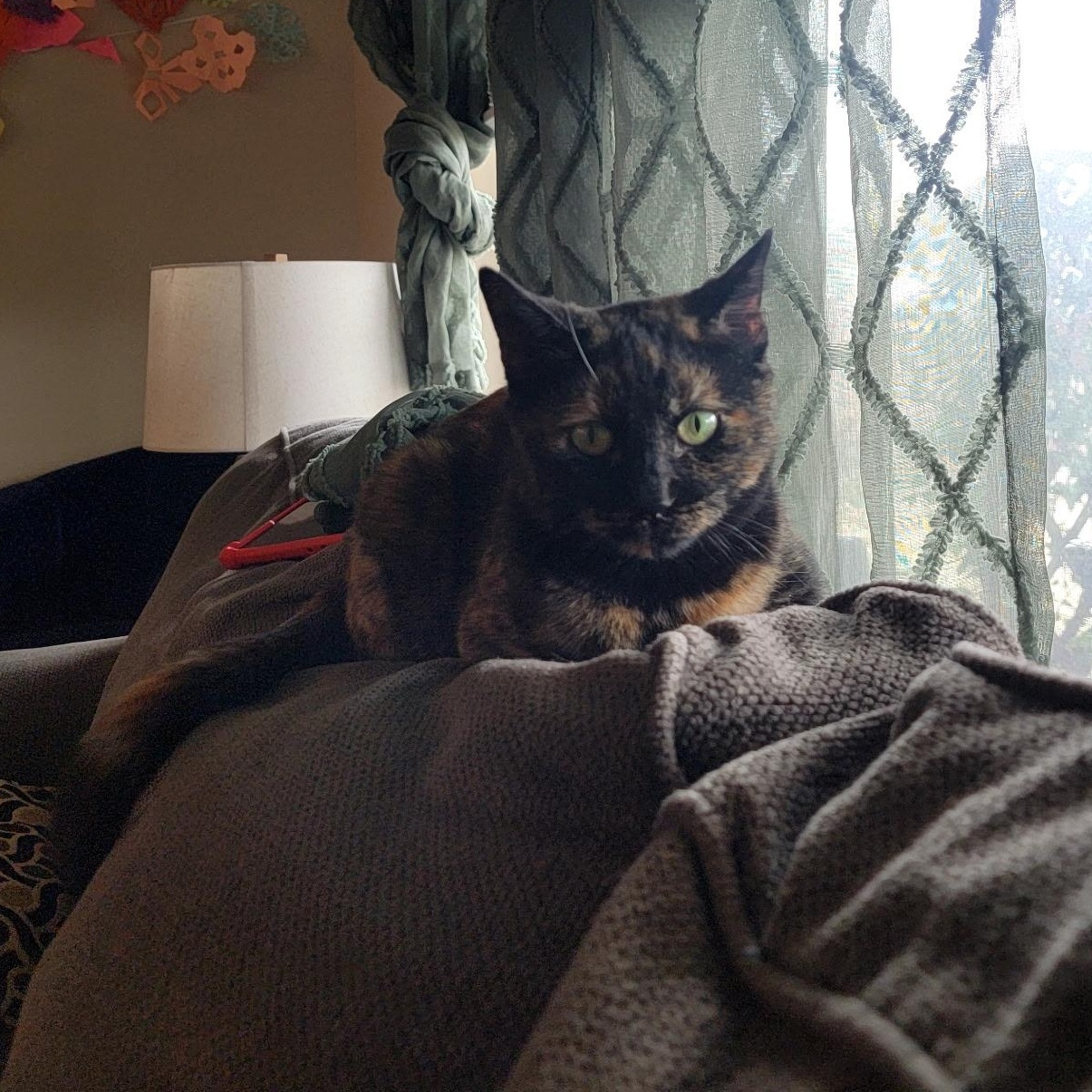 Enlarge Hazel Jane - very affectionate and sweet , an adoptable American Shorthair in Austin, TX image 3/6