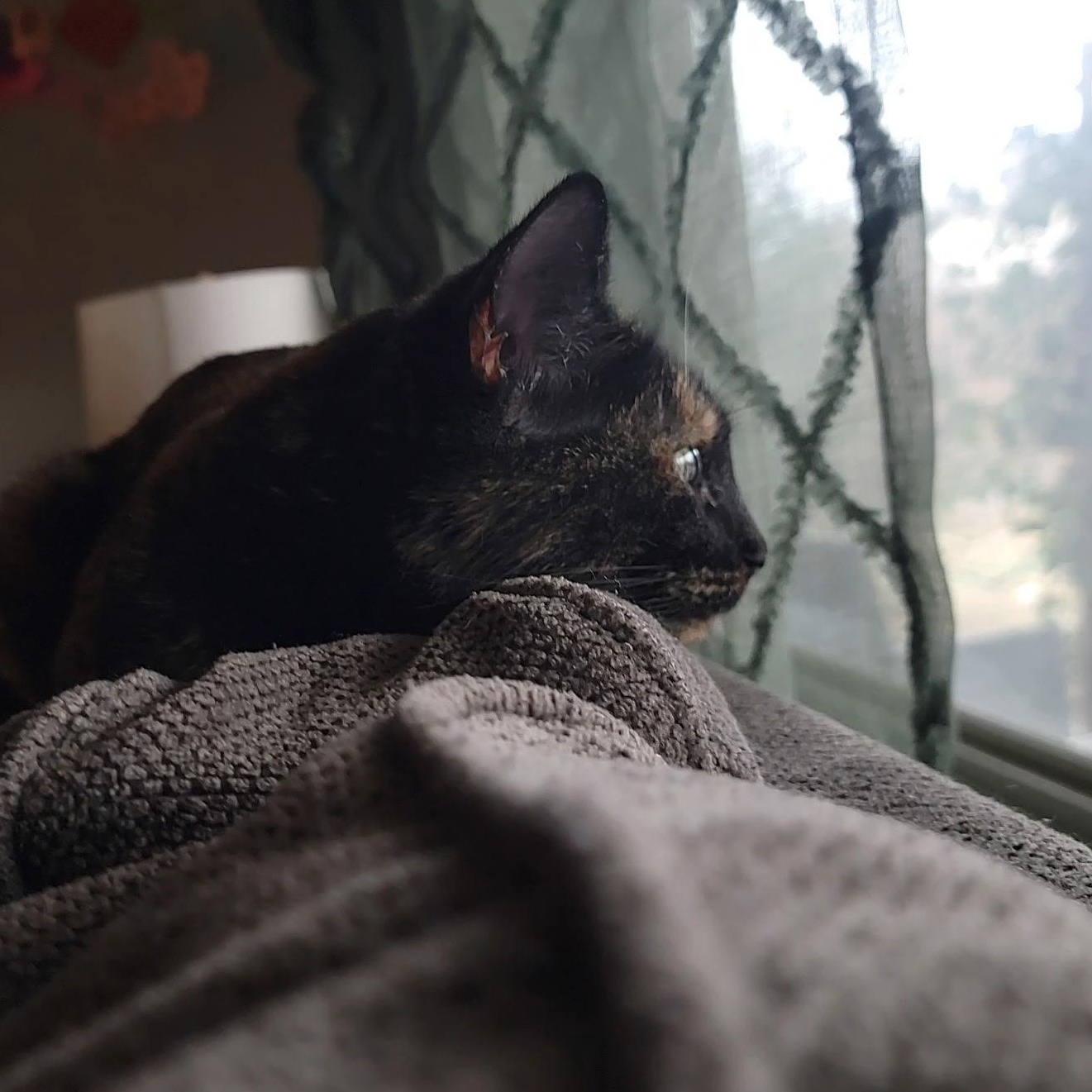 Enlarge Hazel Jane - very affectionate and sweet , an adoptable American Shorthair in Austin, TX image 4/6