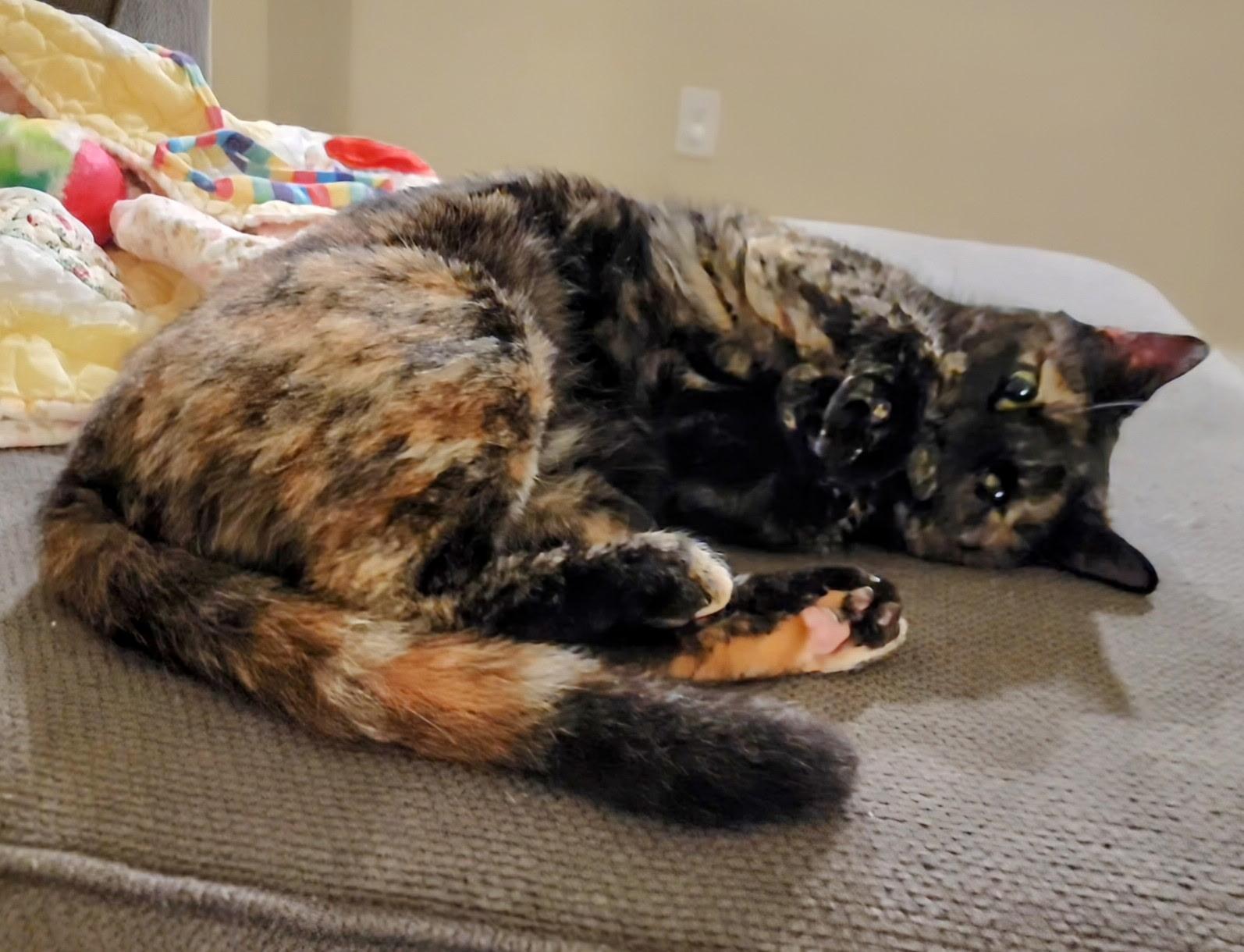 Enlarge Hazel Jane - very affectionate and sweet , an adoptable American Shorthair in Austin, TX image 2/6