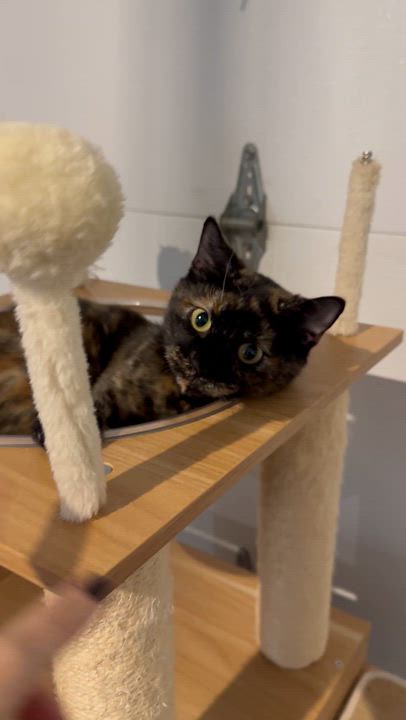 Enlarge Hazel Jane - very affectionate and sweet , an adoptable American Shorthair in Austin, TX video 6/6