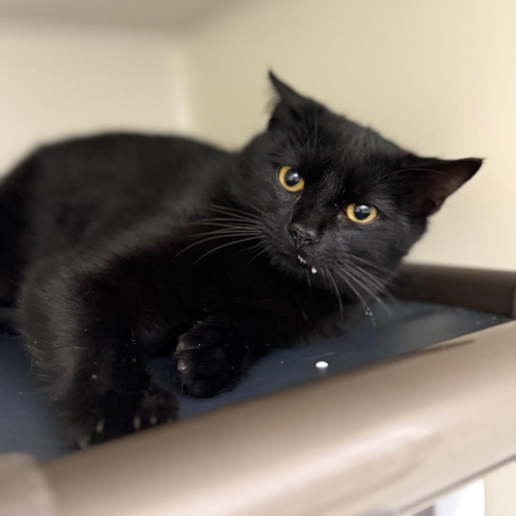 Moon, Adoptable, Adult Male Domestic Short Hair & Domestic Short Hair.