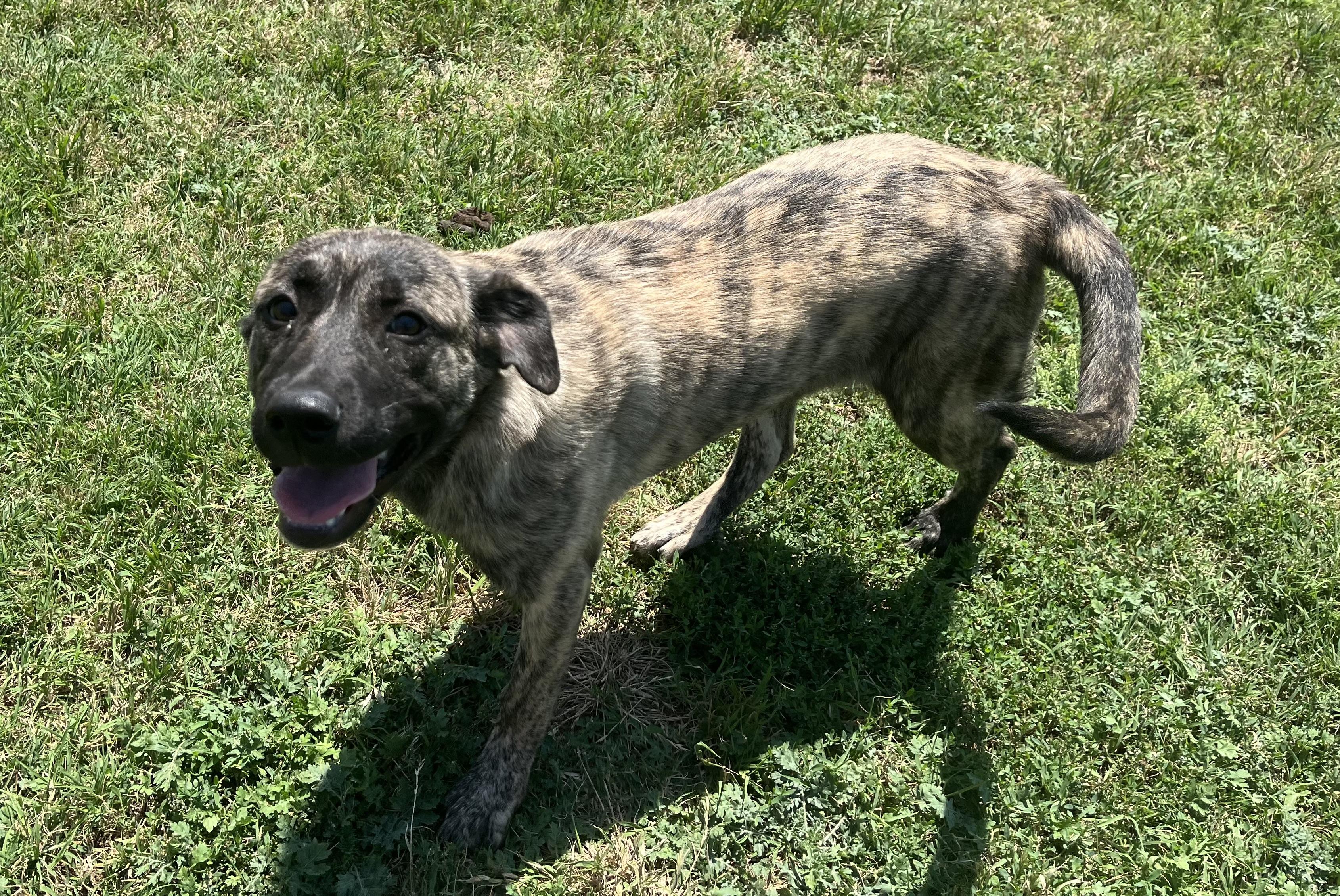 Rain , an adopted mixed breed in Chickasha, OK image 3/4