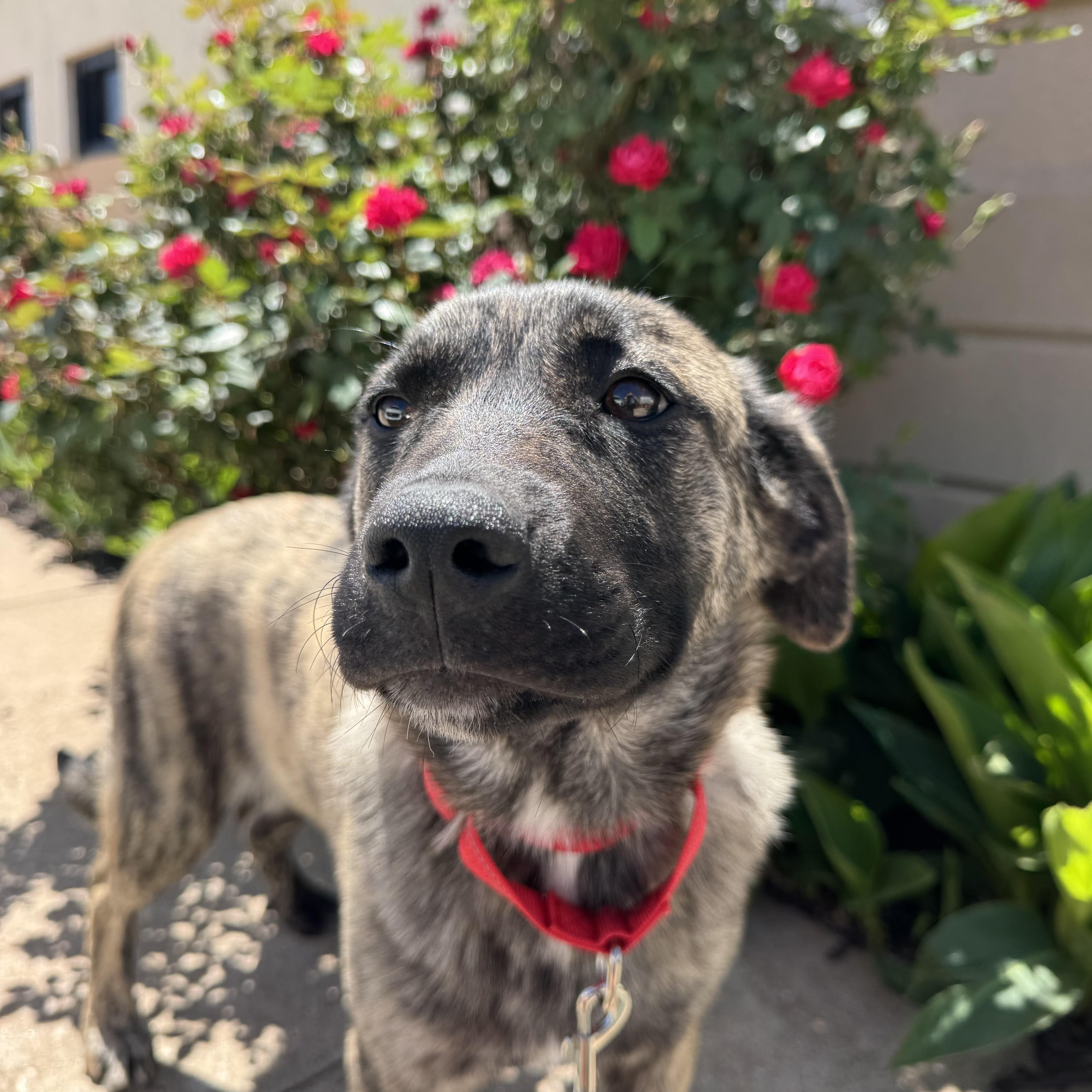 Rain , ADOPTABLE, Young Female Anatolian Shepherd & Great Pyrenees.