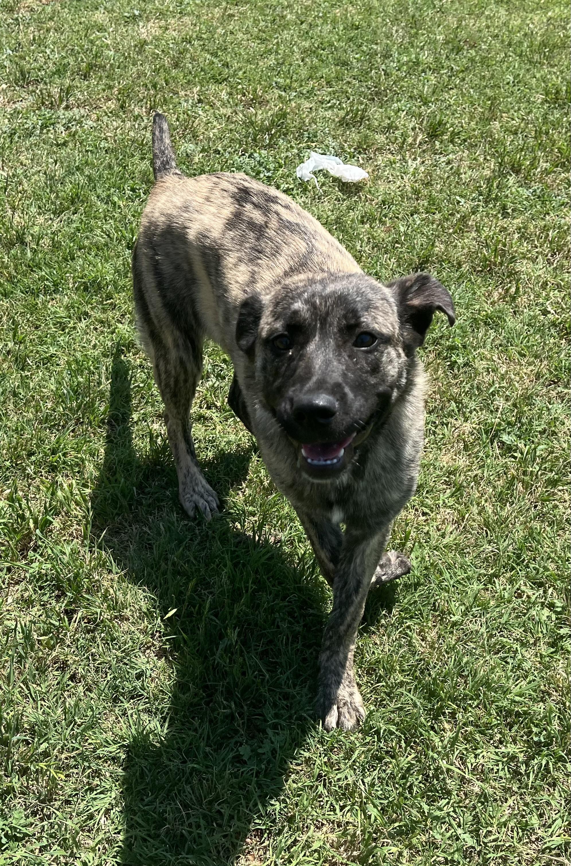 Rain , an adopted mixed breed in Chickasha, OK image 4/4