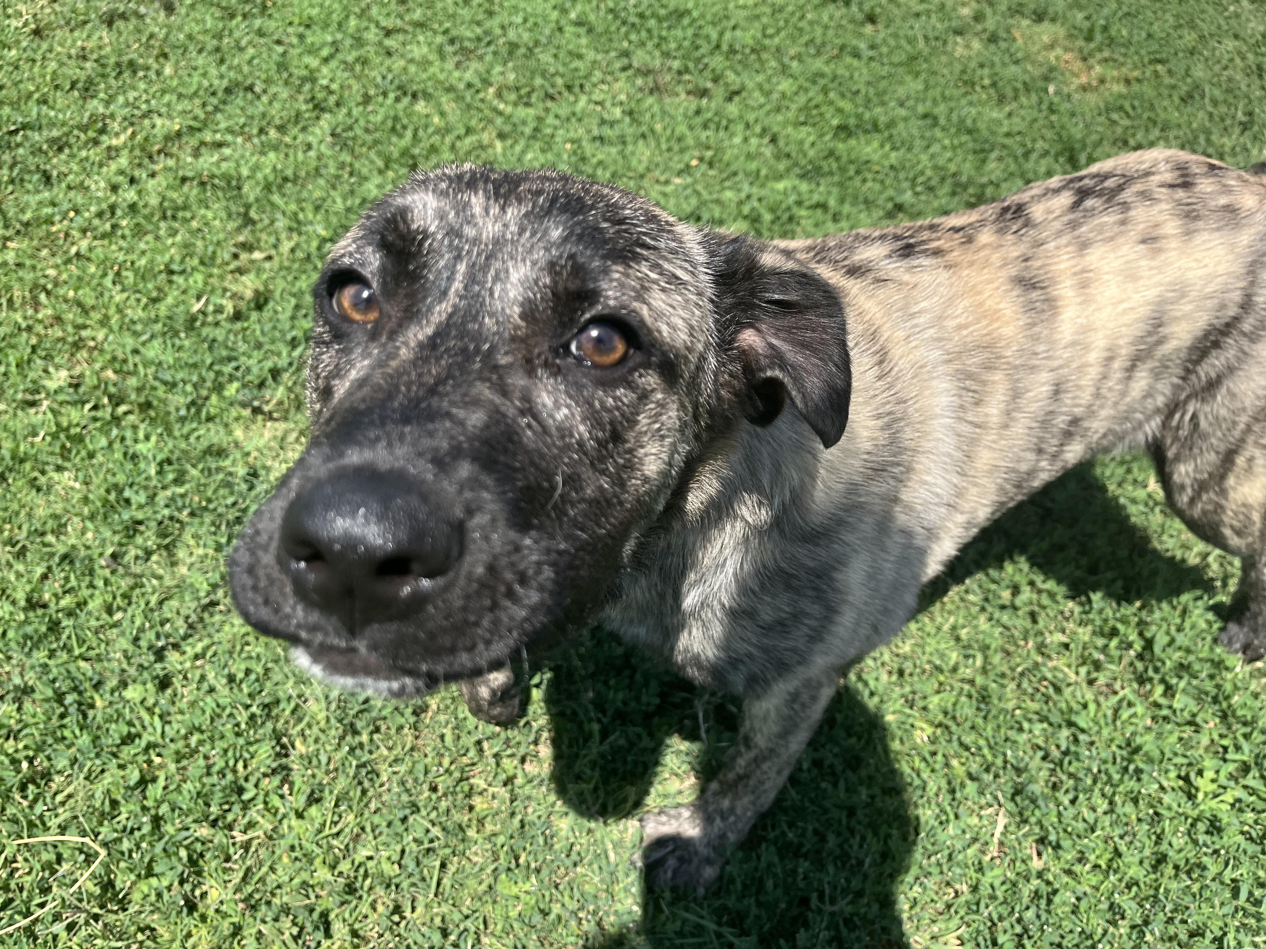 Rain , an adopted mixed breed in Chickasha, OK image 2/4