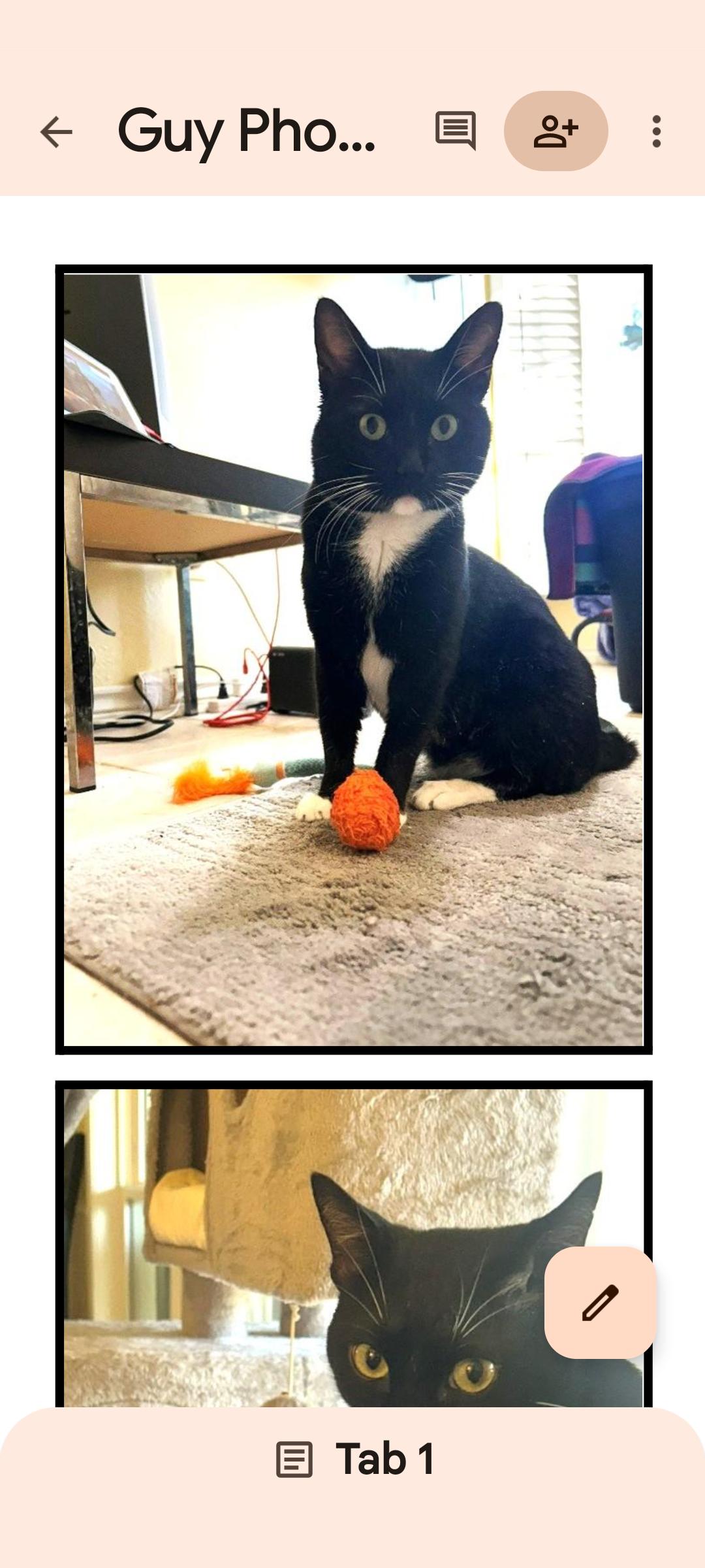 Enlarge Guy, a Adoptable mixed breed in Arlington, TX image 2/4