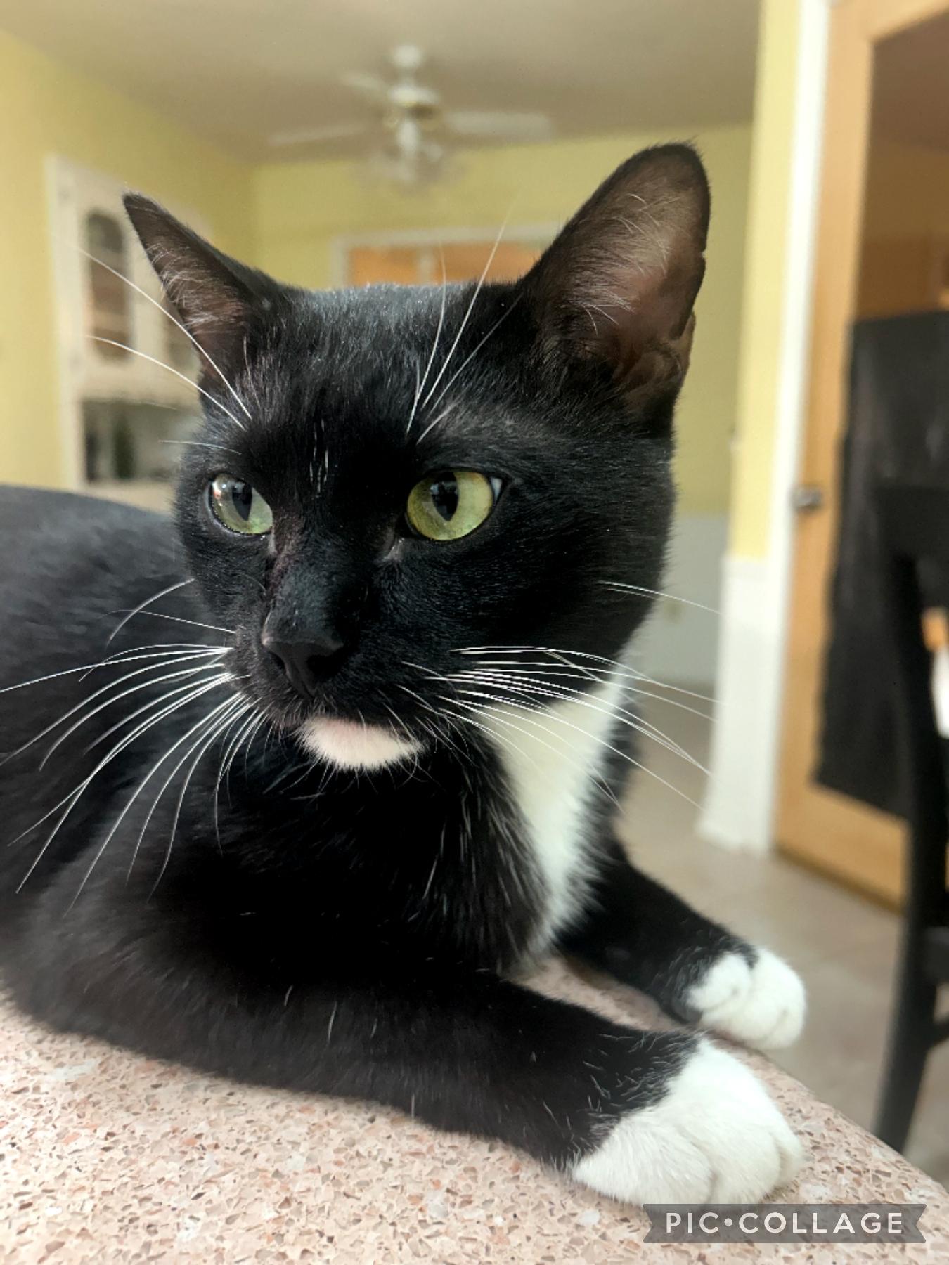 Enlarge Guy, a Adoptable mixed breed in Arlington, TX image 1/4