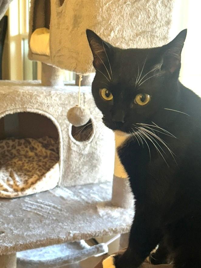 Enlarge Guy, a Adoptable mixed breed in Arlington, TX image 3/4