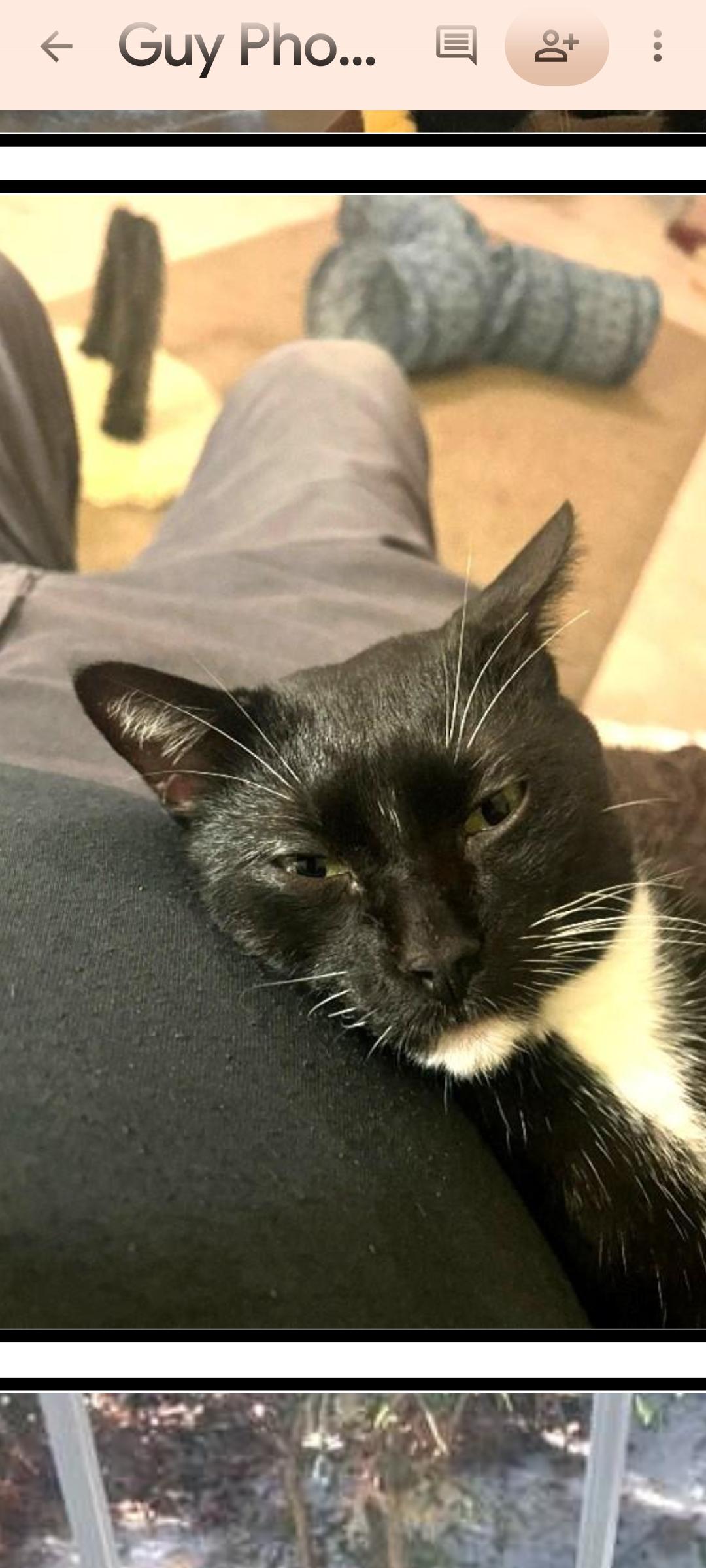 Enlarge Guy, a Adoptable mixed breed in Arlington, TX image 4/4