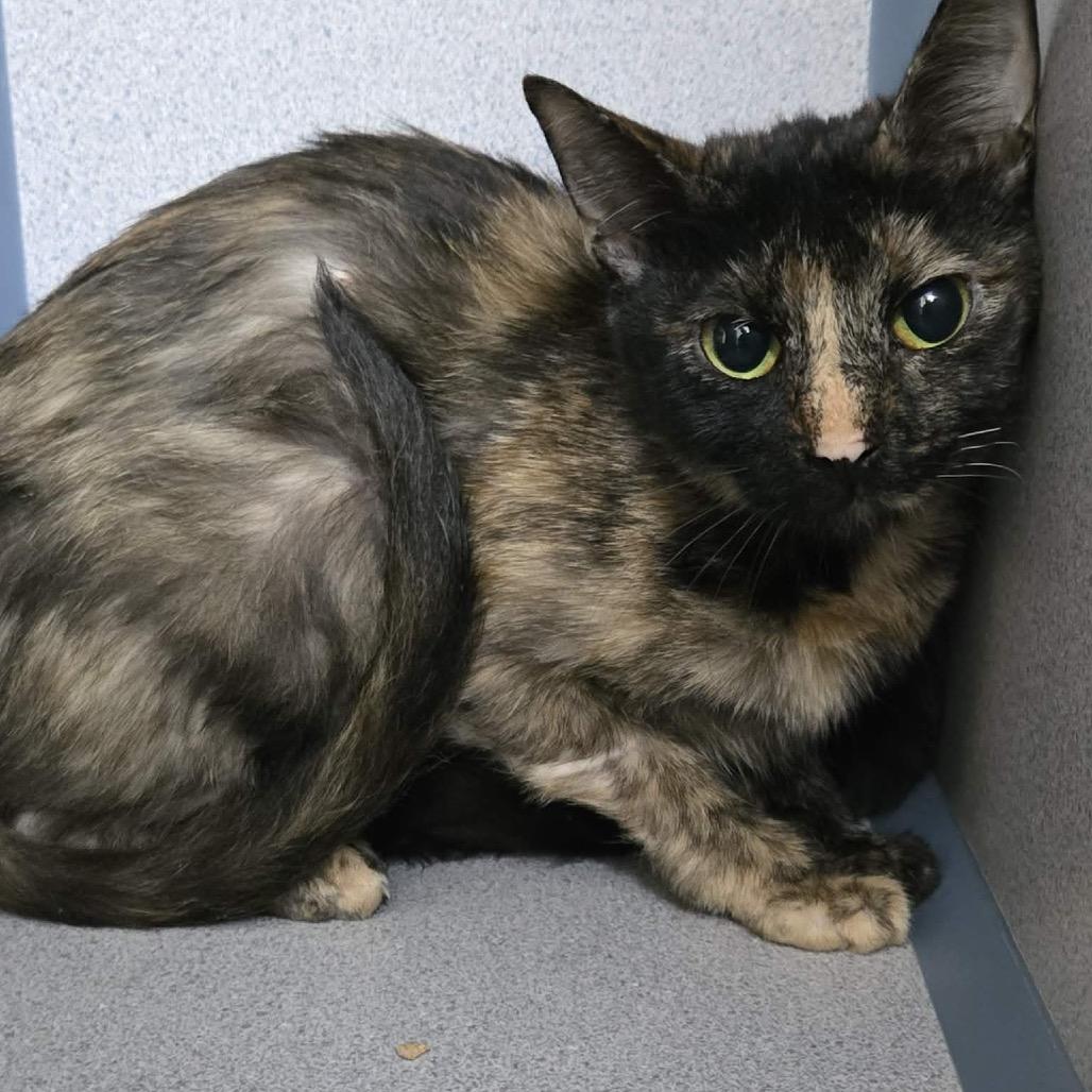 Enlarge Moonshine, a Adoptable Domestic Short Hair in Newport, TN image 1/3