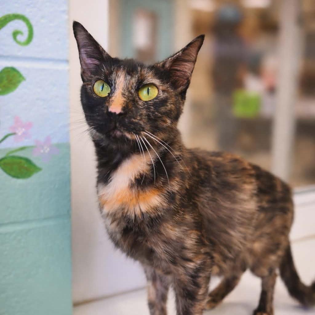 Enlarge Moonshine, a Adoptable Domestic Short Hair in Newport, TN image 2/3