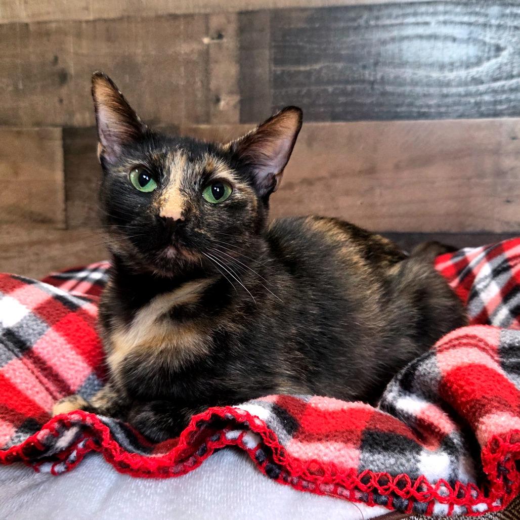 Moonshine, a Adoptable Domestic Short Hair in Newport, TN image 3/4