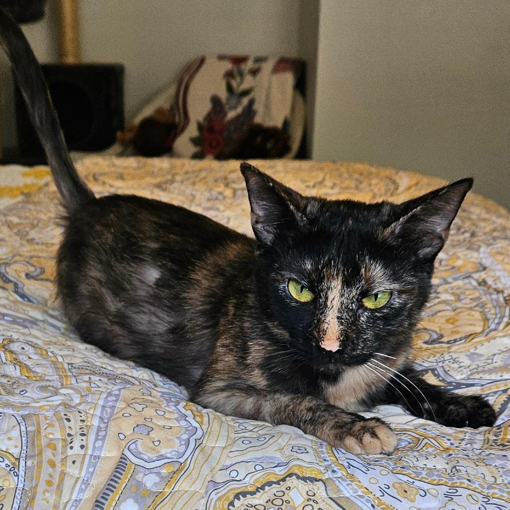 Enlarge Moonshine, a Adoptable Domestic Short Hair in Newport, TN image 3/3