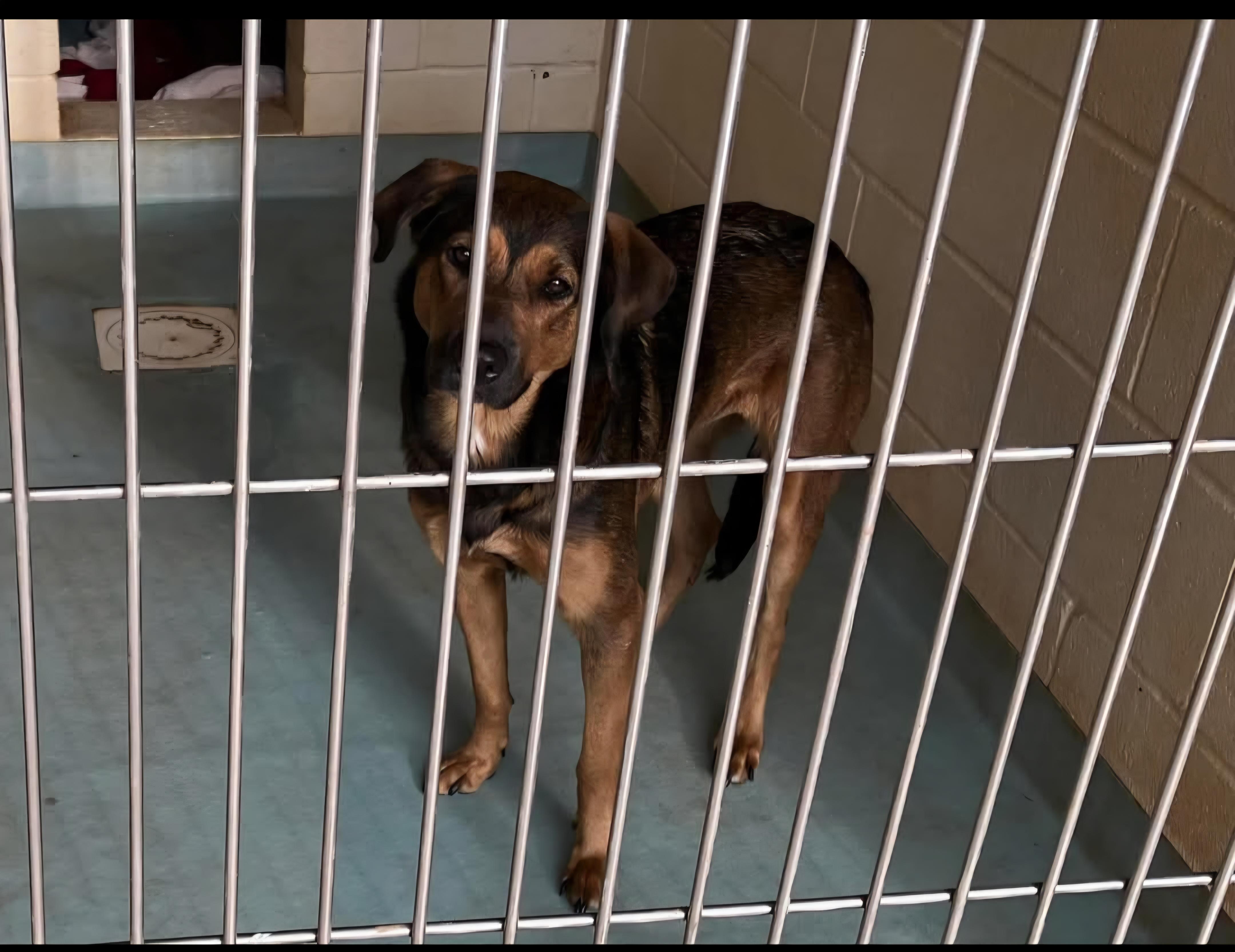 Enlarge Butters, a Adopted mixed breed in Nocona, TX image 1/1