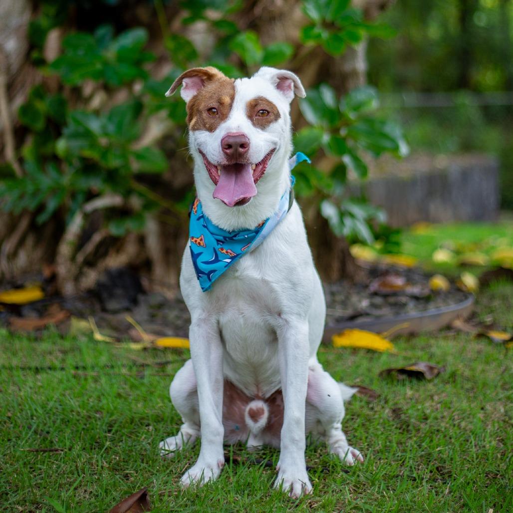 Rusty, Adoptable, Adult Male Mixed Breed.