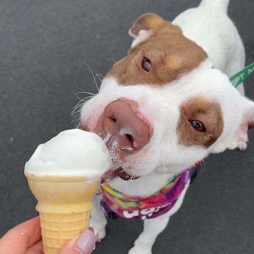 Enlarge Rusty, a Adoptable Mixed Breed in Kailua Kona, HI image 2/6