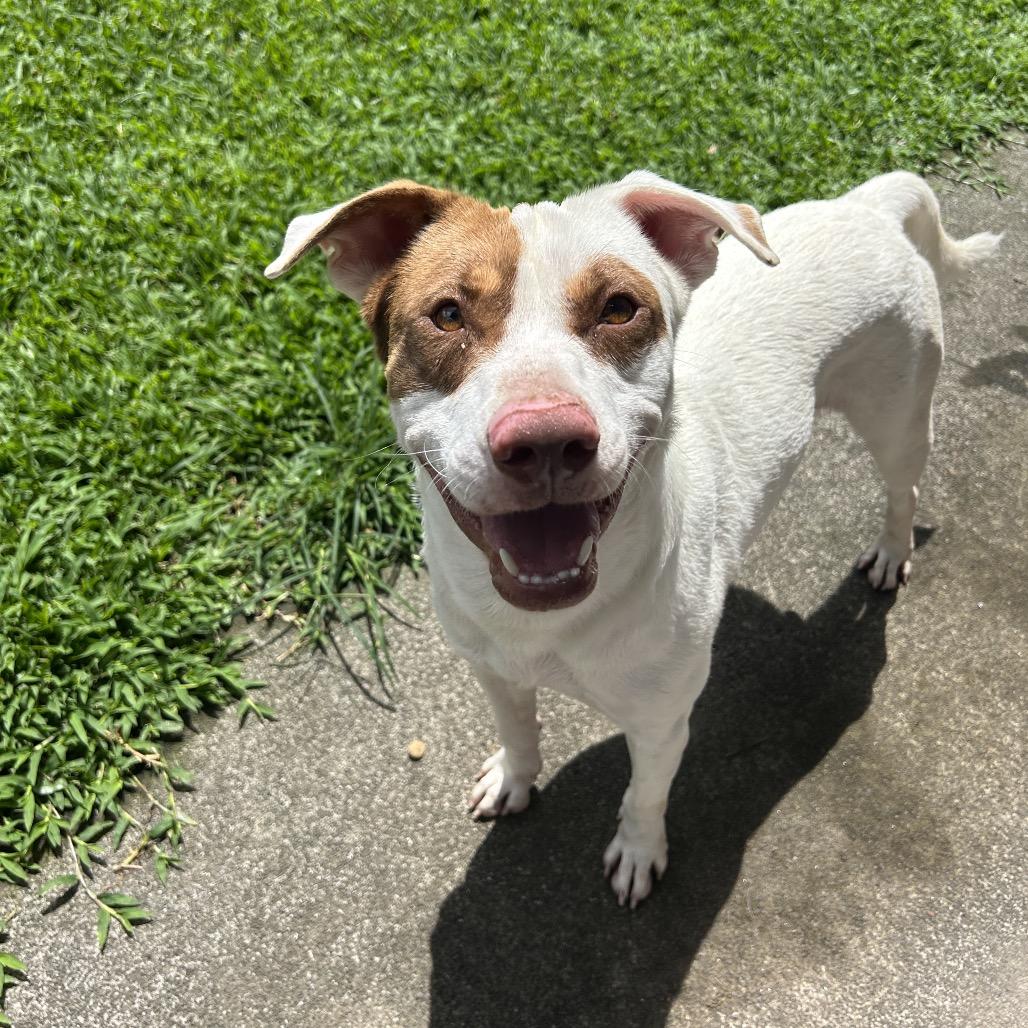 Enlarge Rusty, a Adoptable Mixed Breed in Kailua Kona, HI image 3/6