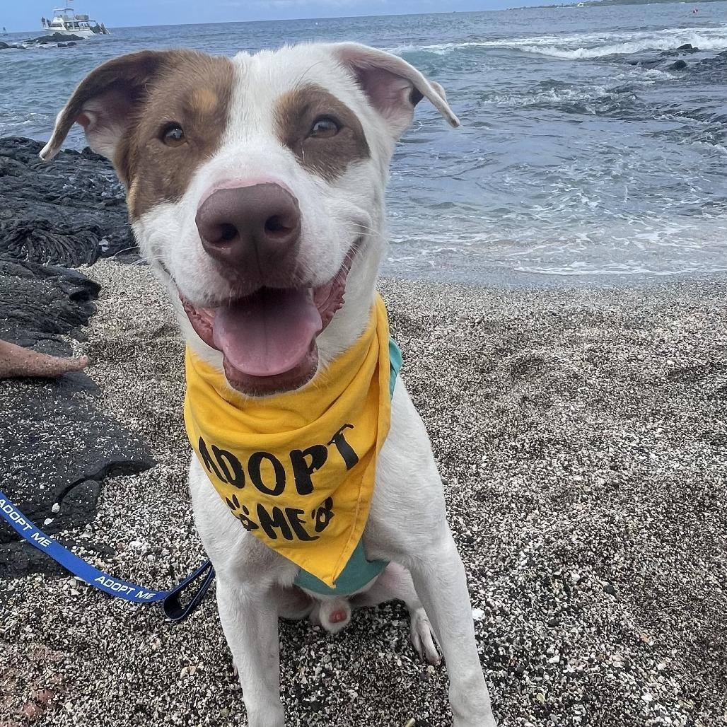Enlarge Rusty, a Adoptable Mixed Breed in Kailua Kona, HI image 4/6