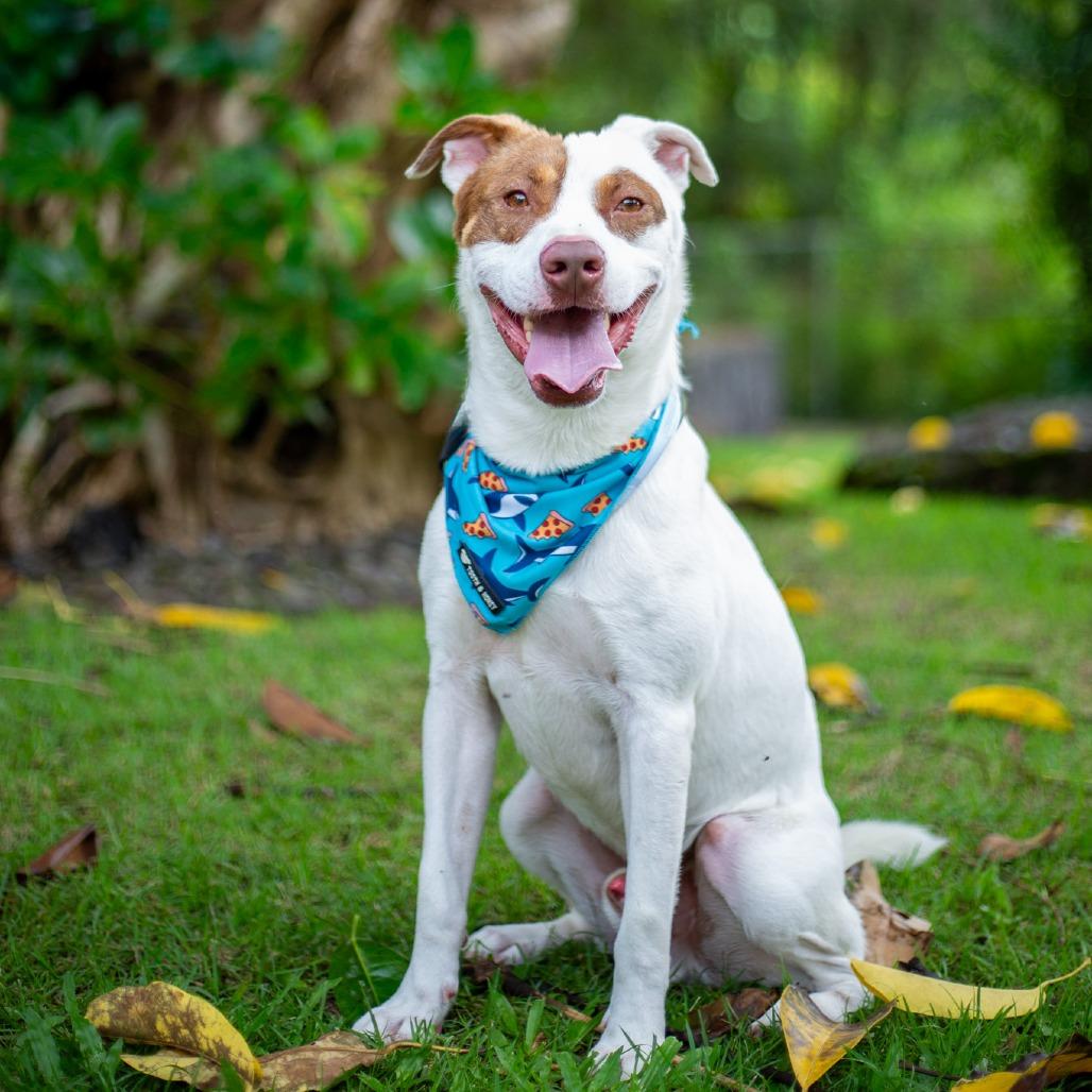 Enlarge Rusty, a Adoptable Mixed Breed in Kailua Kona, HI image 5/6