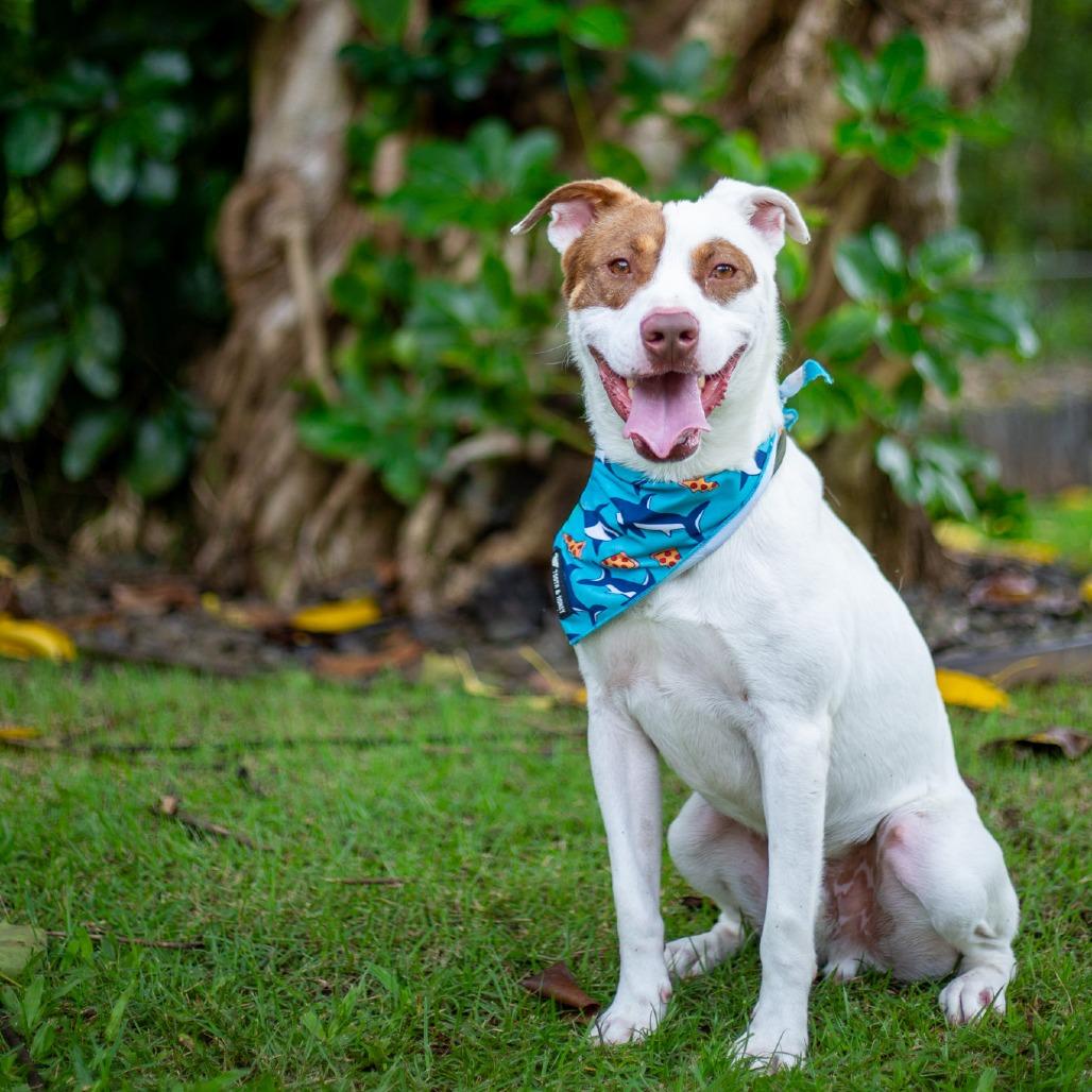 Enlarge Rusty, a Adoptable Mixed Breed in Kailua Kona, HI image 6/6