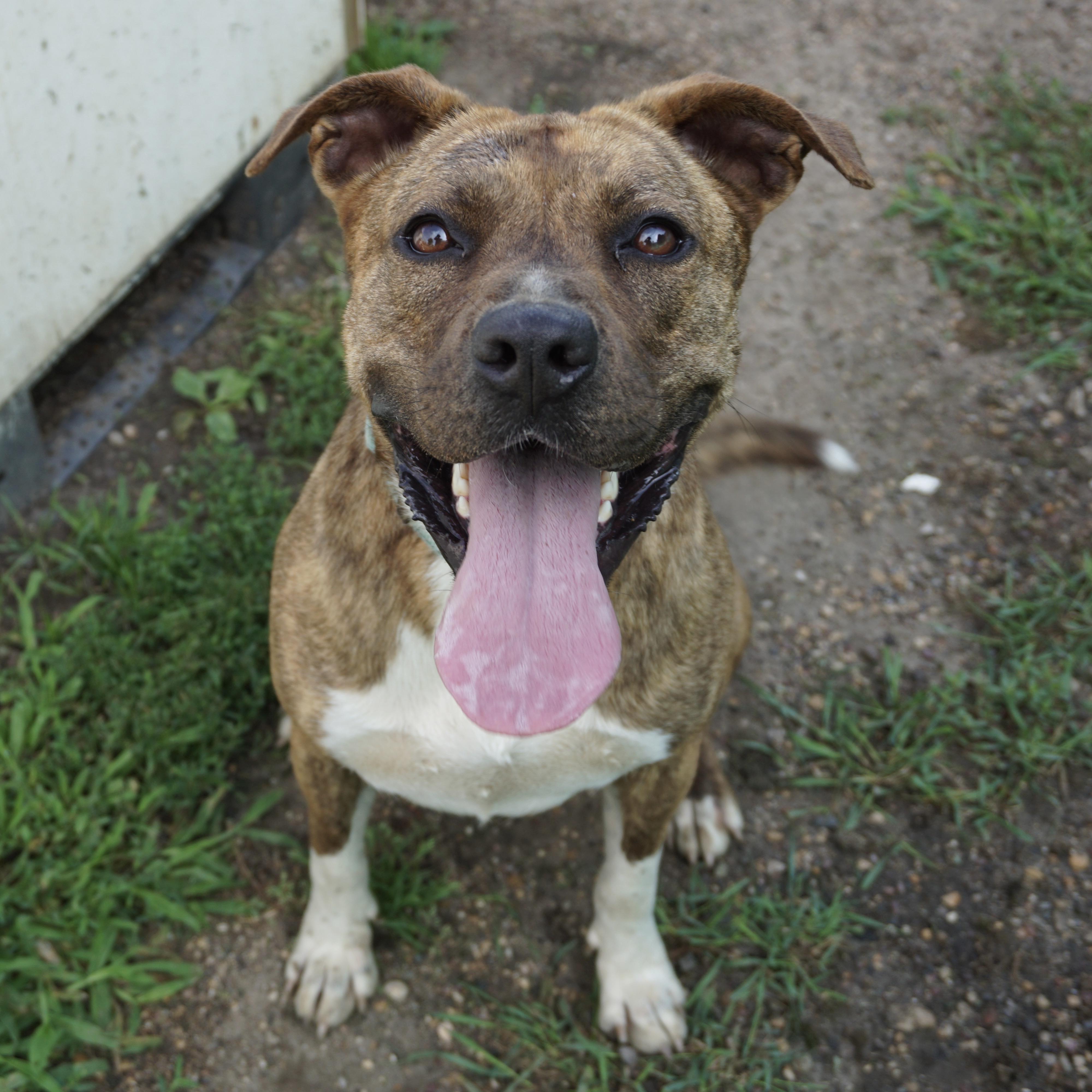 Frenchie Fry, an adoptable Pit Bull Terrier in Fairmont, MN, 56031 | Photo Image 5