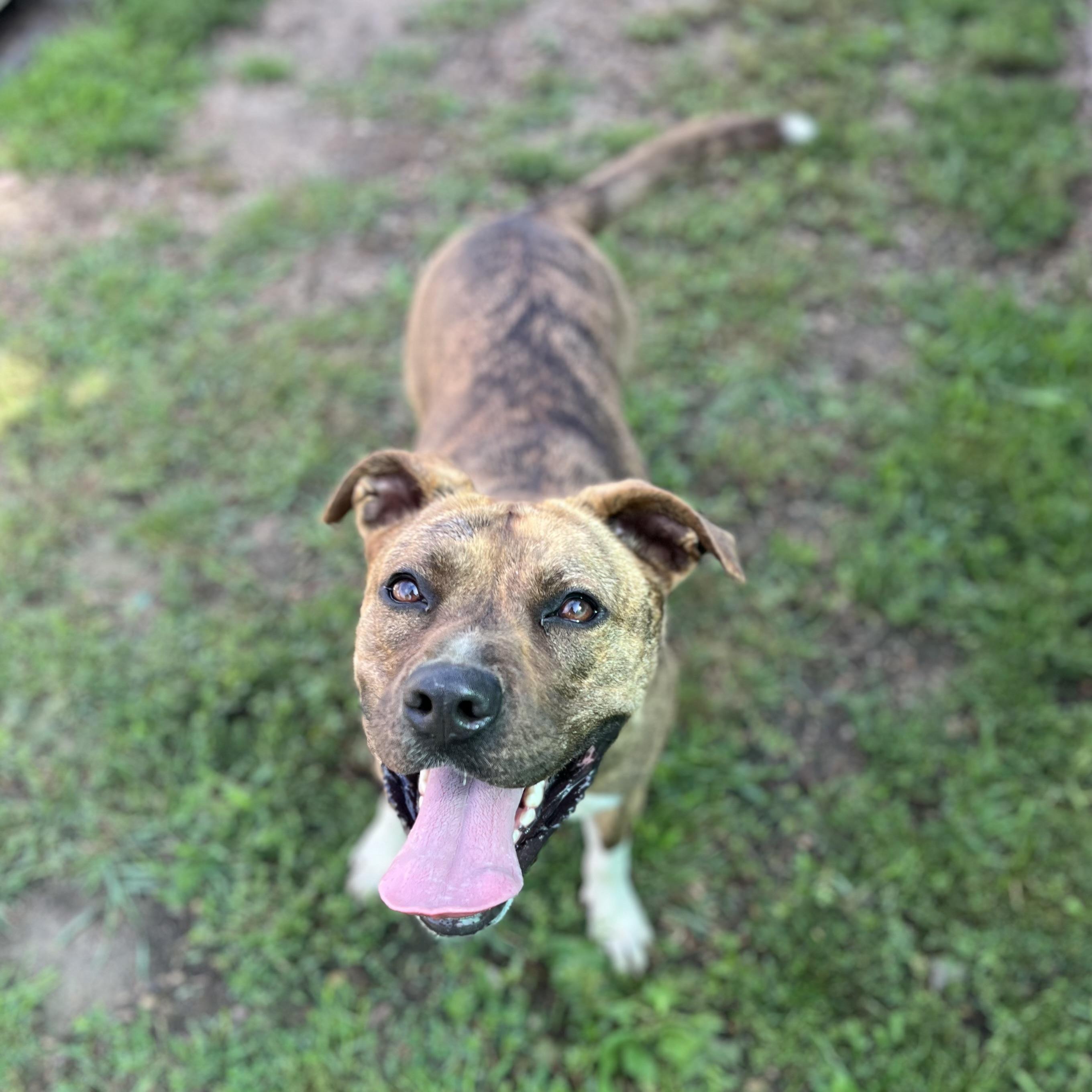 Frenchie Fry, an adoptable Pit Bull Terrier in Fairmont, MN, 56031 | Photo Image 4