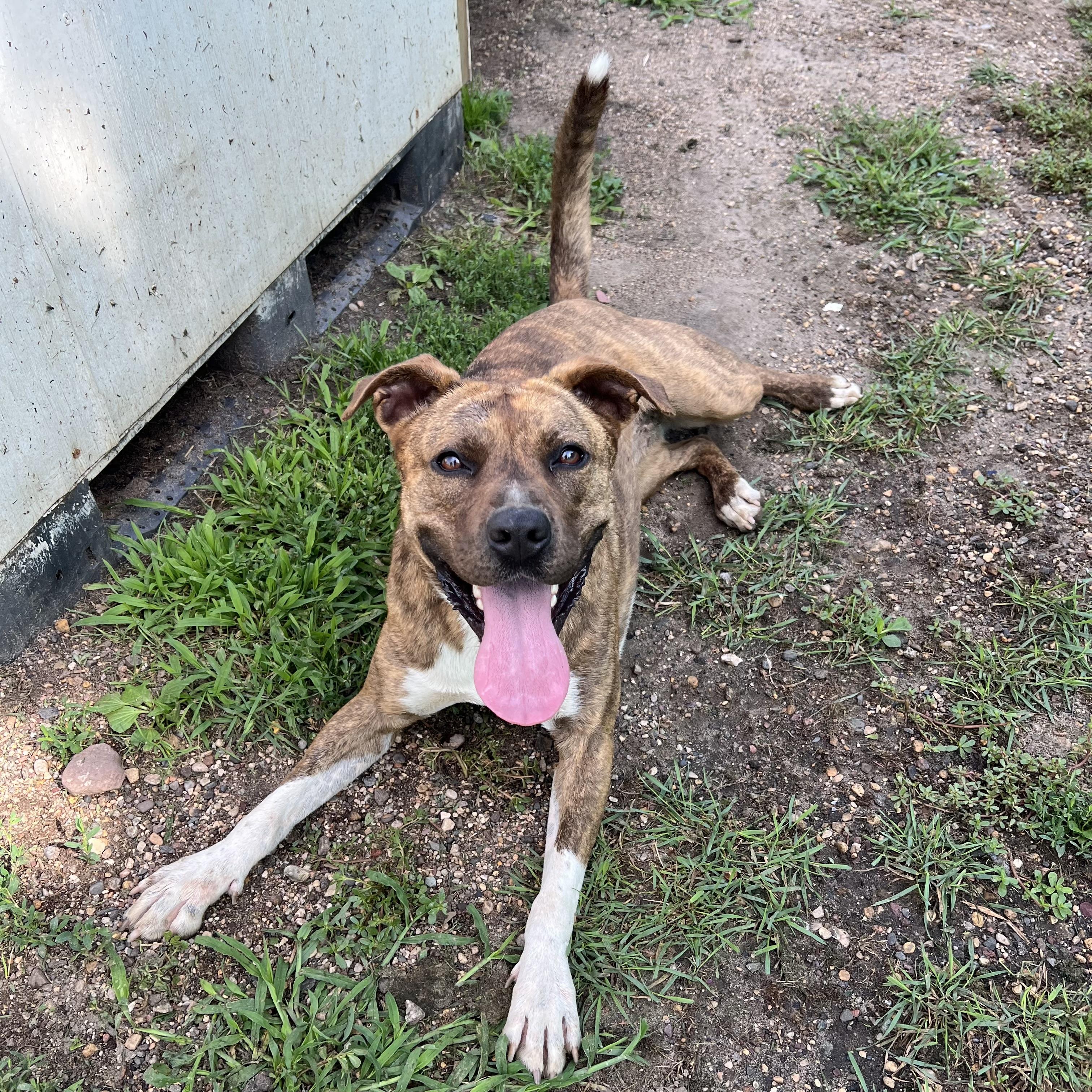 Frenchie Fry, an adoptable Pit Bull Terrier in Fairmont, MN, 56031 | Photo Image 2