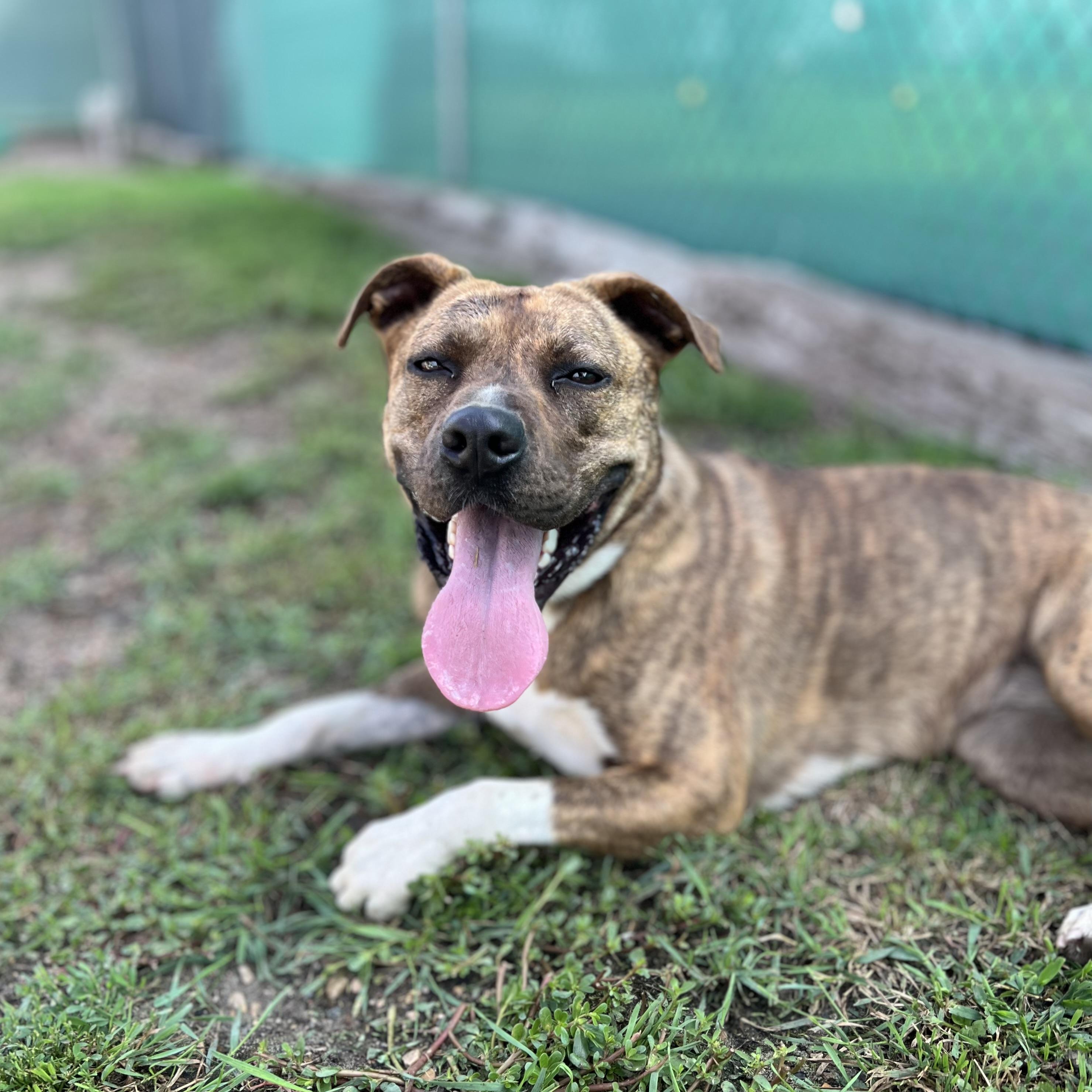 Frenchie Fry, Adoptable, Adult Female Pit Bull Terrier.