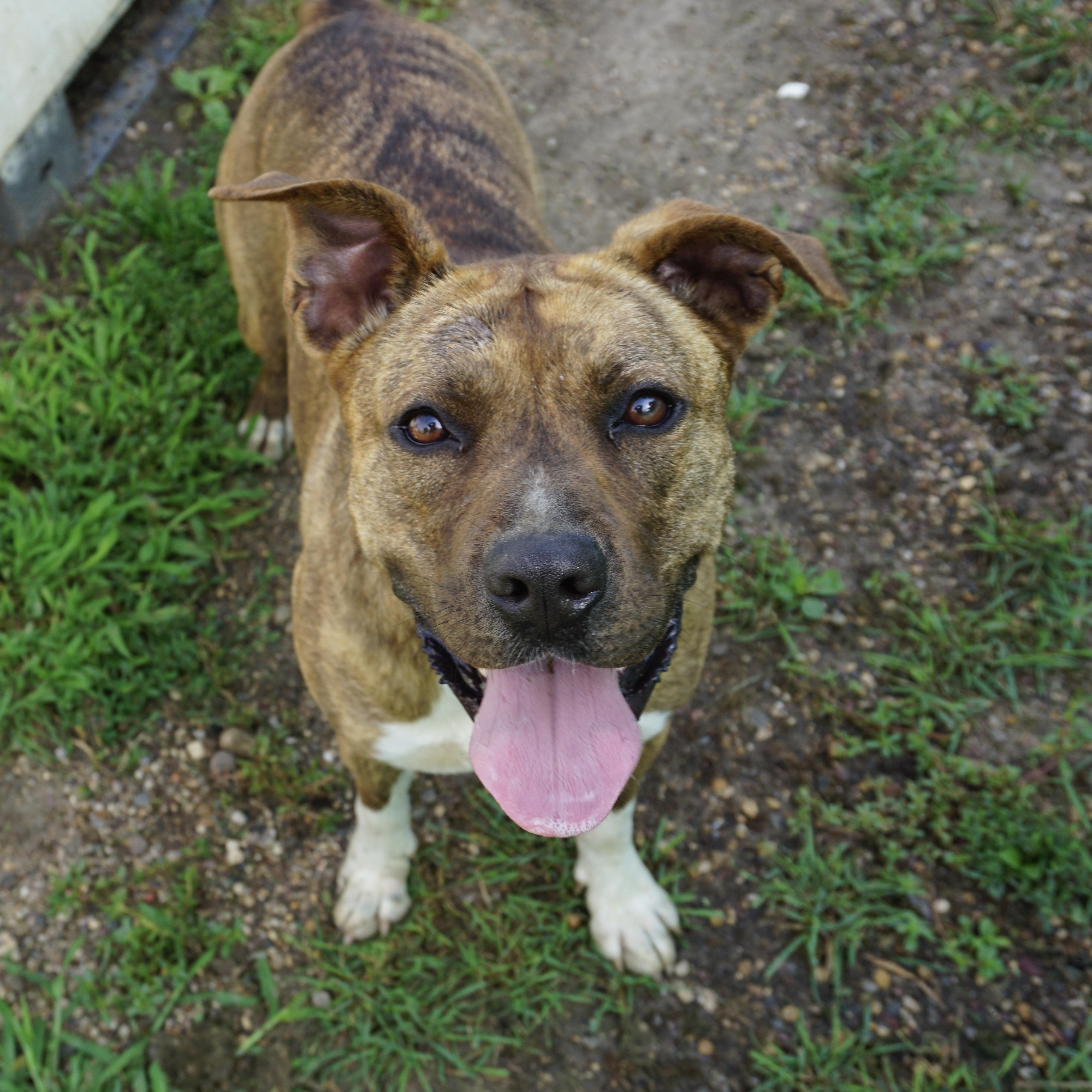 Frenchie Fry, an adoptable Pit Bull Terrier in Fairmont, MN, 56031 | Photo Image 6
