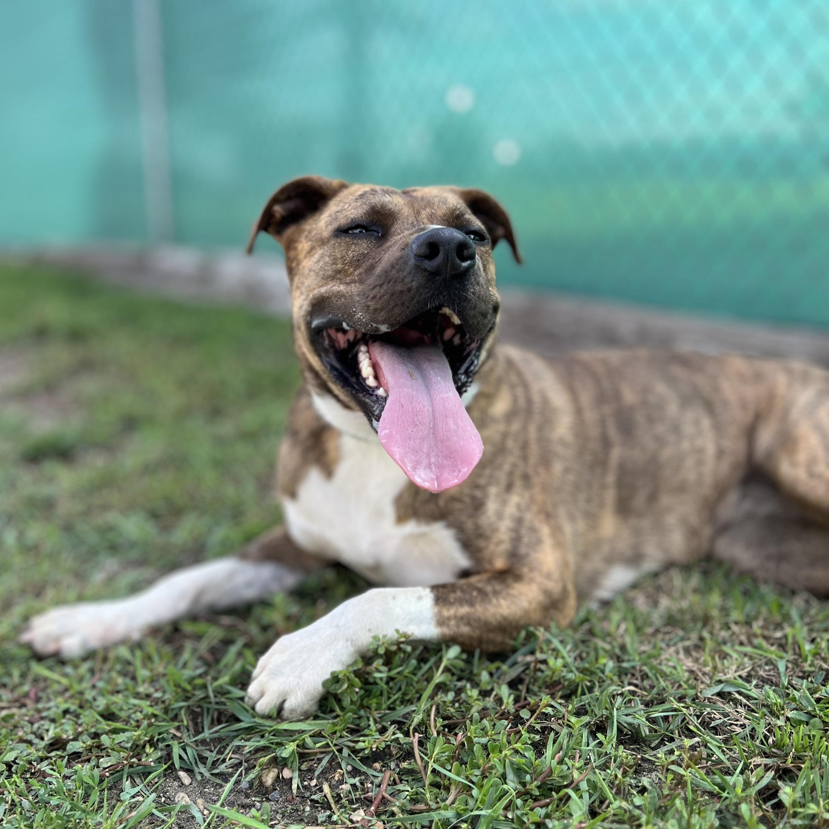 Frenchie Fry, an adoptable Pit Bull Terrier in Fairmont, MN, 56031 | Photo Image 3