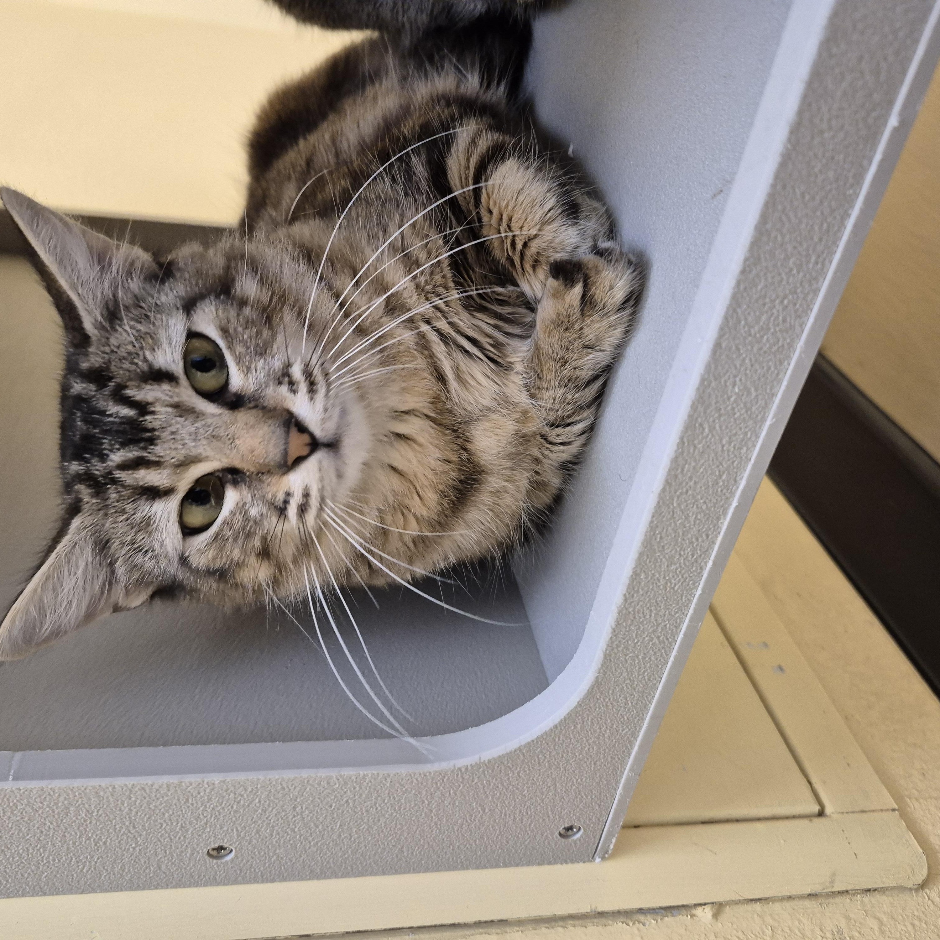 Enlarge Poker, an adopted Domestic Medium Hair in Schertz, TX image 1/2