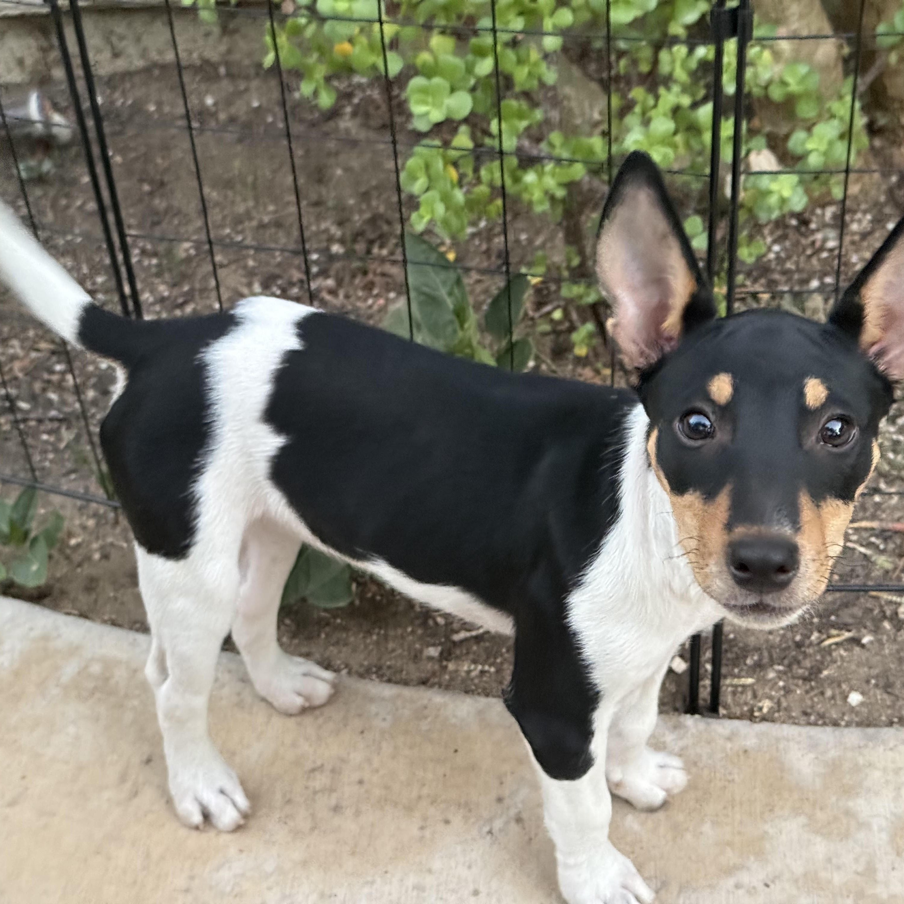 UNO, Adopted, Puppy Male Rat Terrier & Basenji.